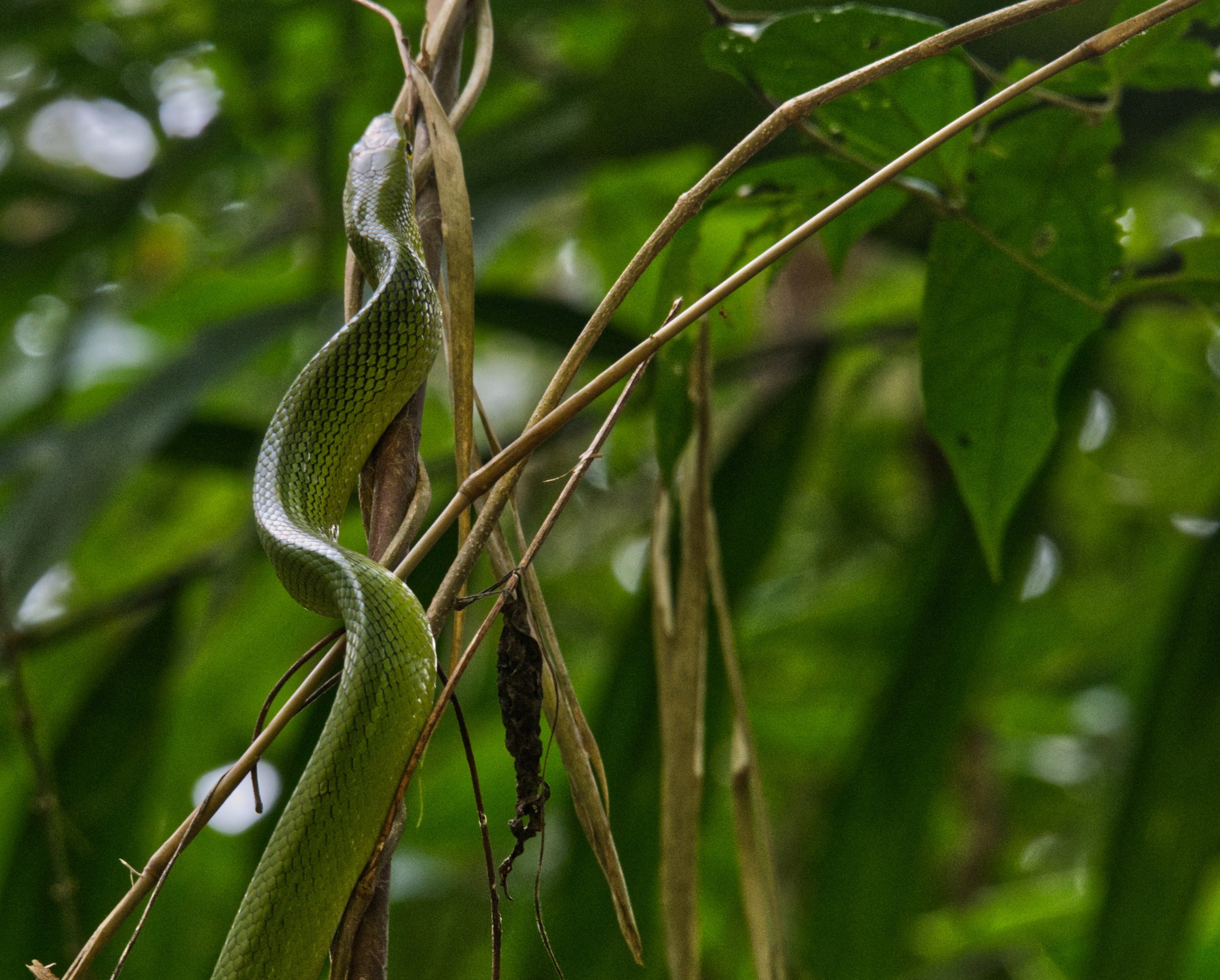 72 Red-tailed Racer KS jungle