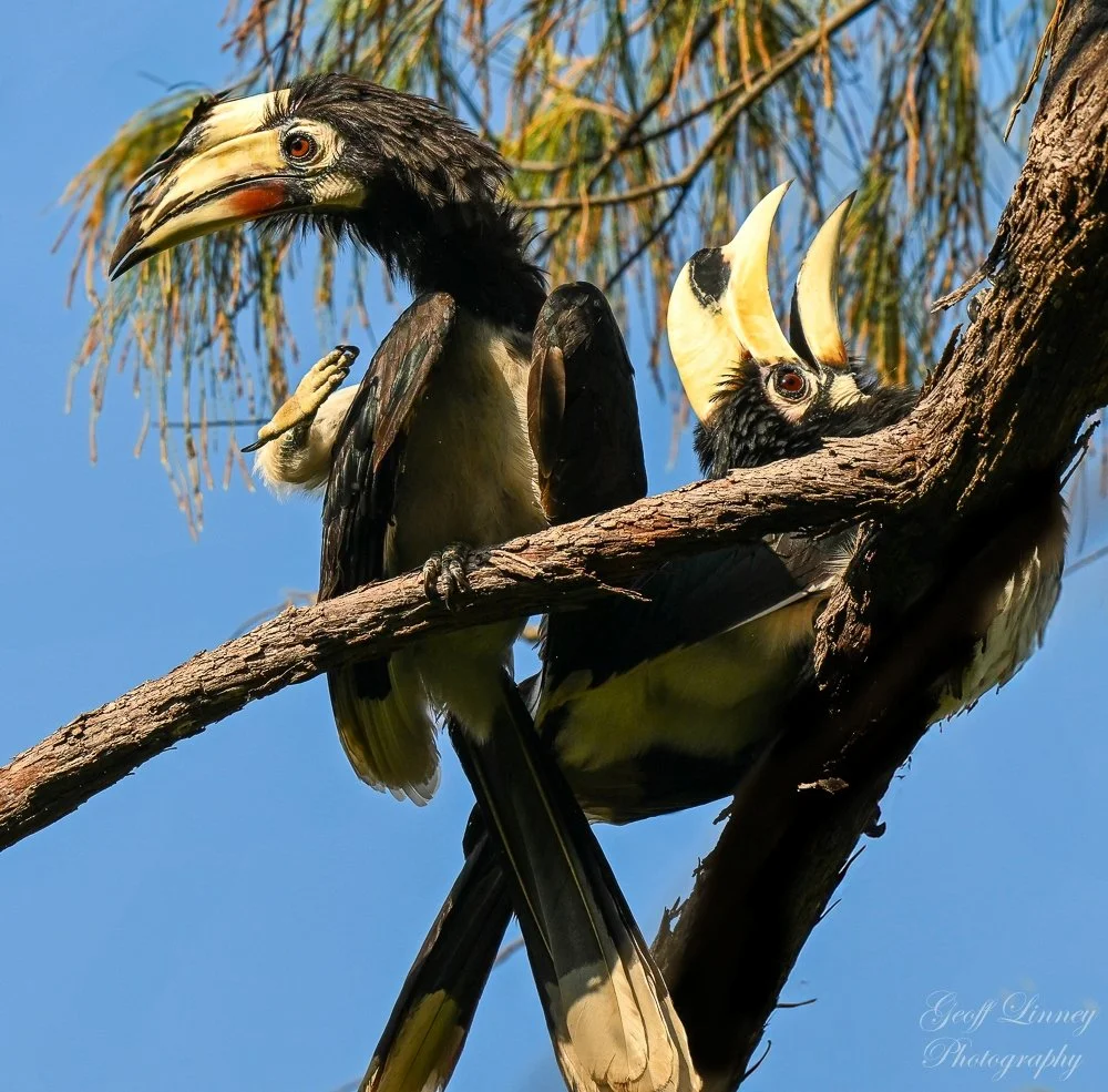 Hornbills scratching
