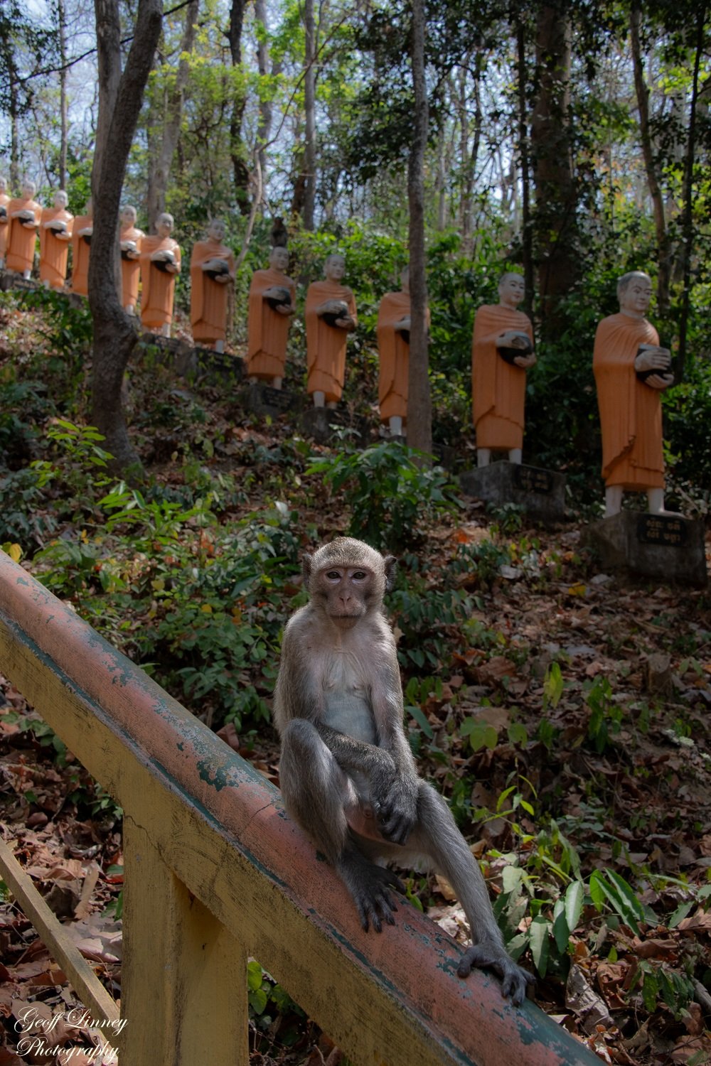 Sambok monkey