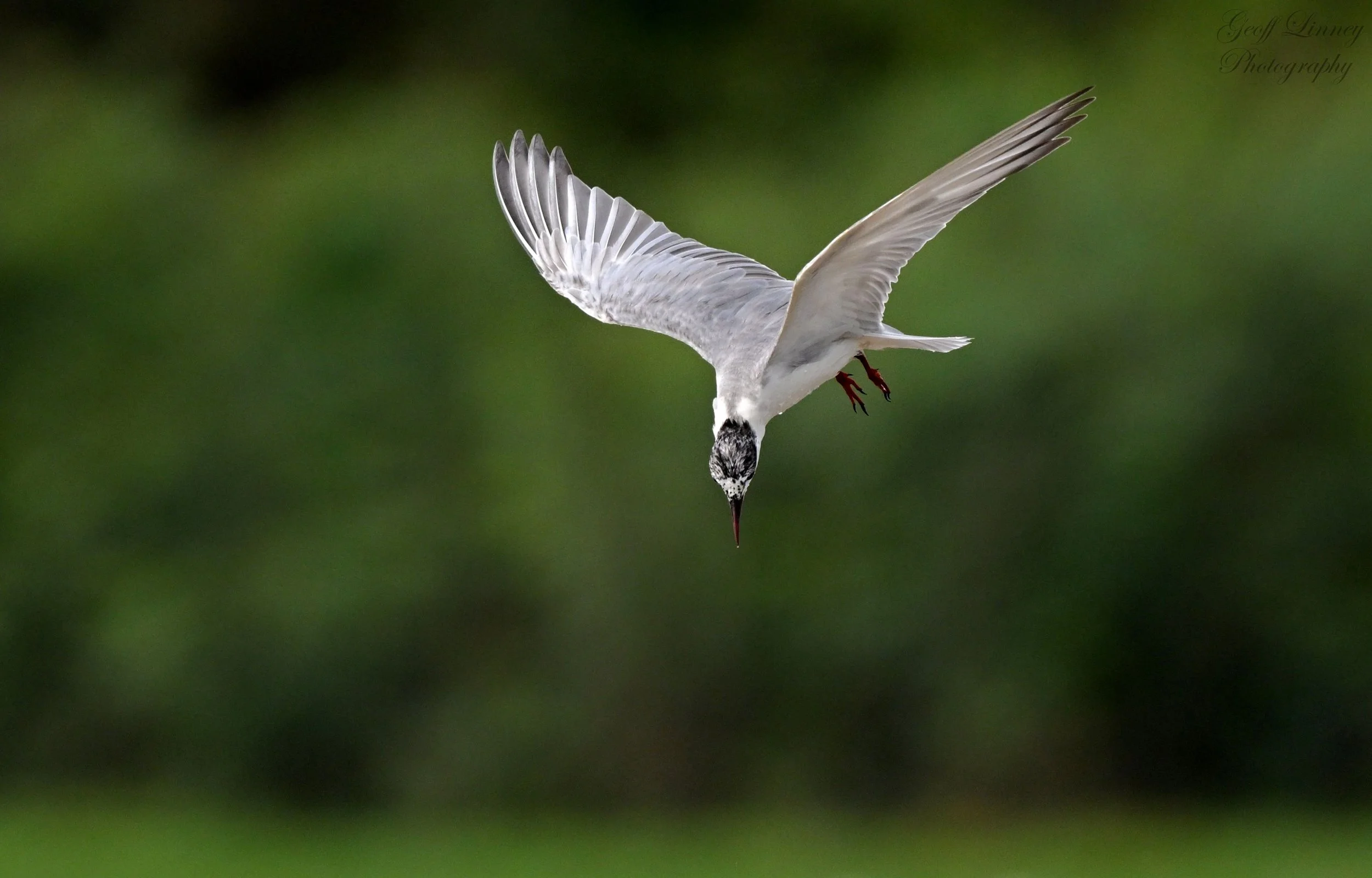 Gull-billed Tern dive