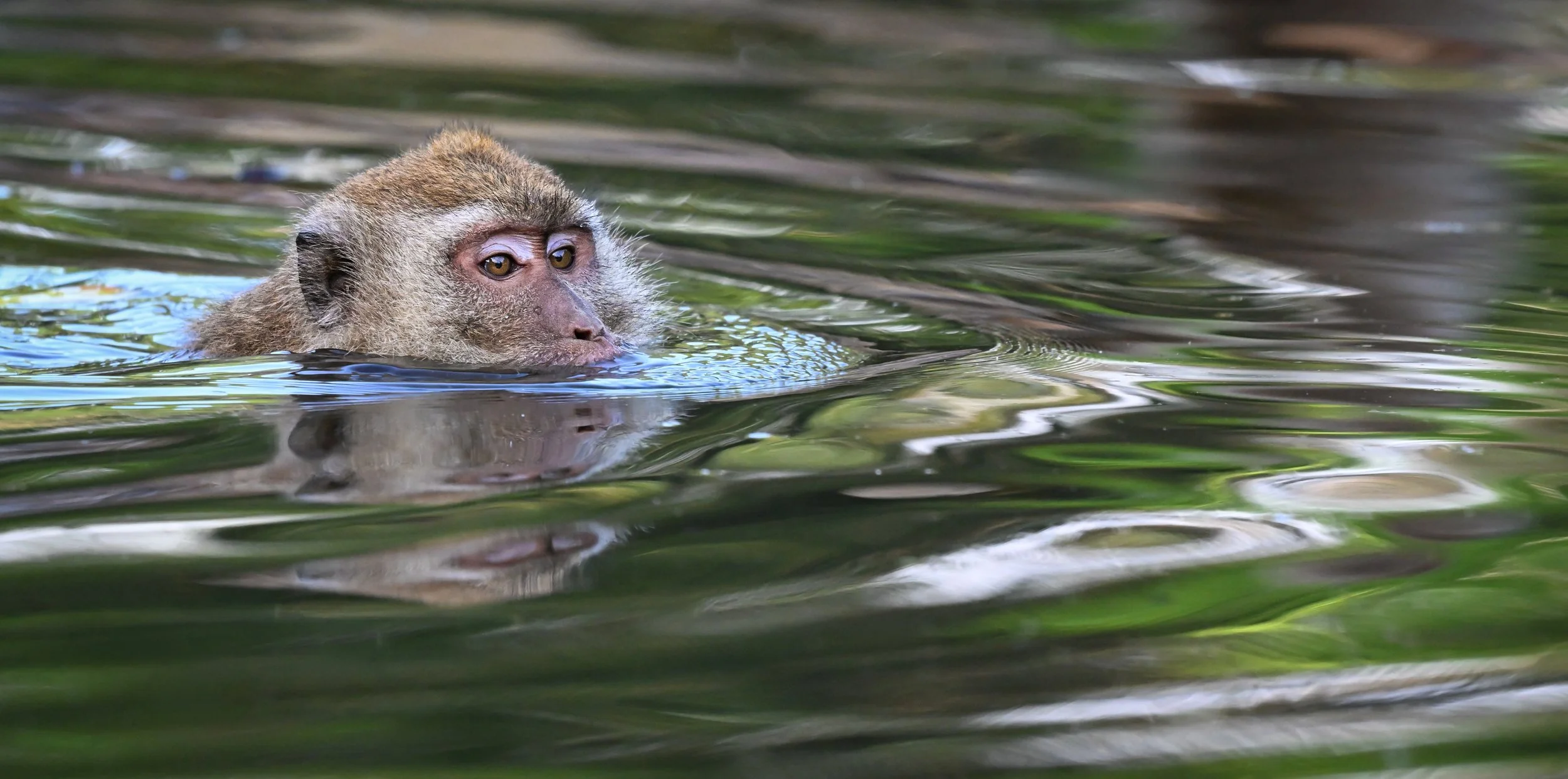 11 Macaques love to swim