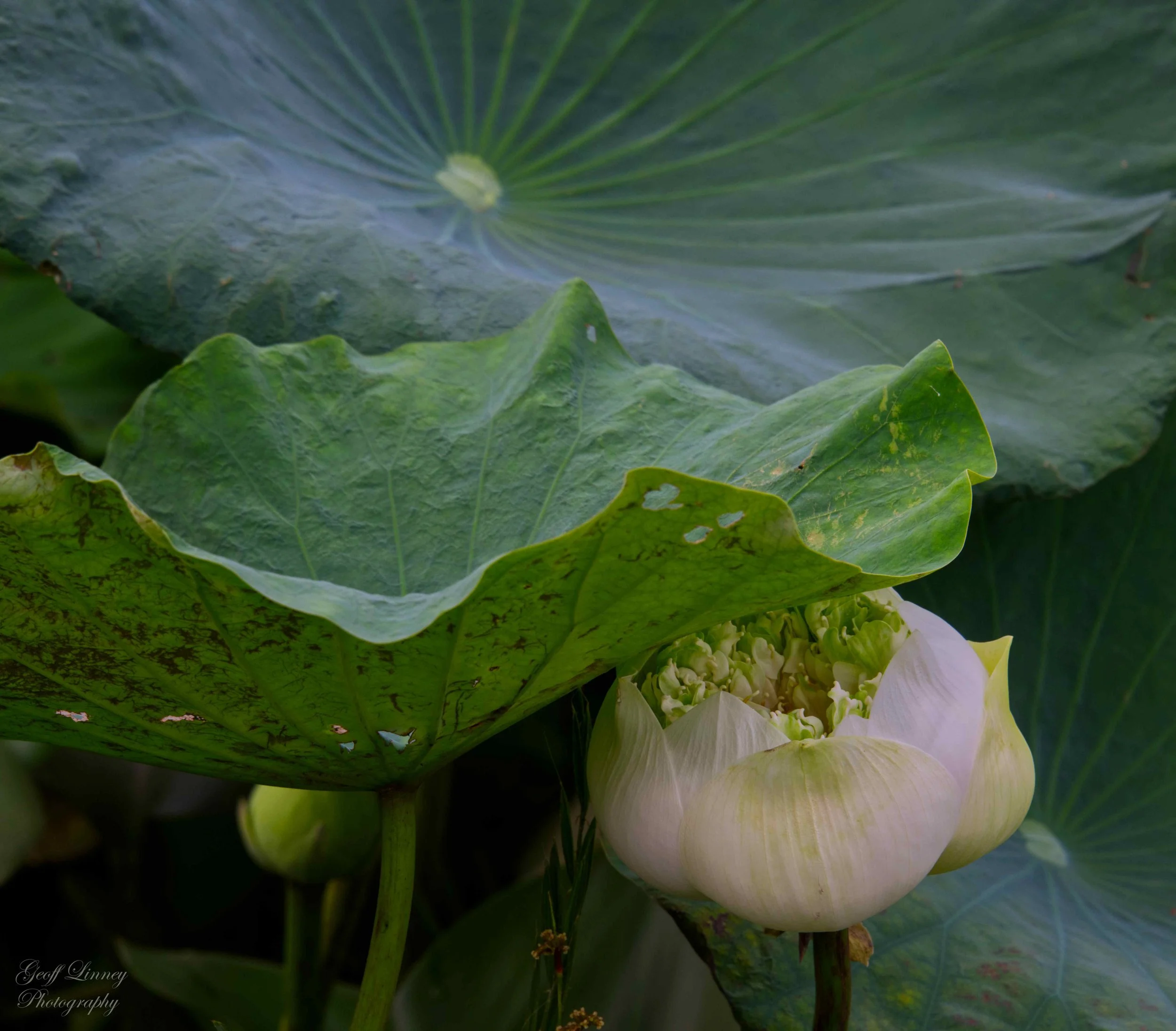 Lotus farm