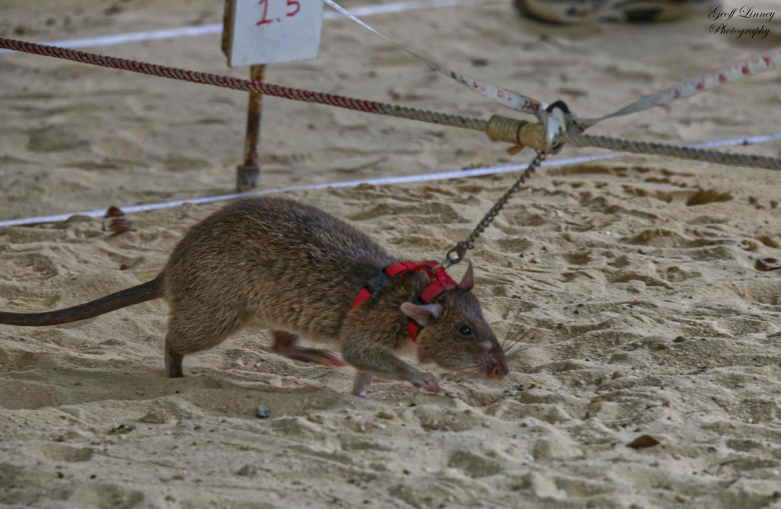 Rats trained to detect buried mines and other explosives