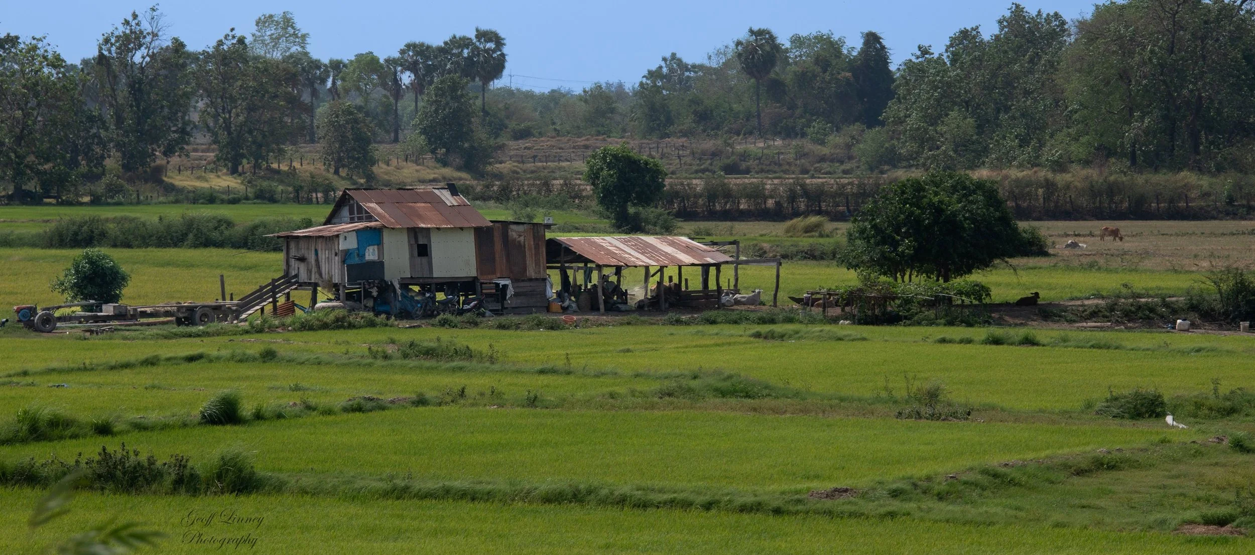 Mekong rice fields
