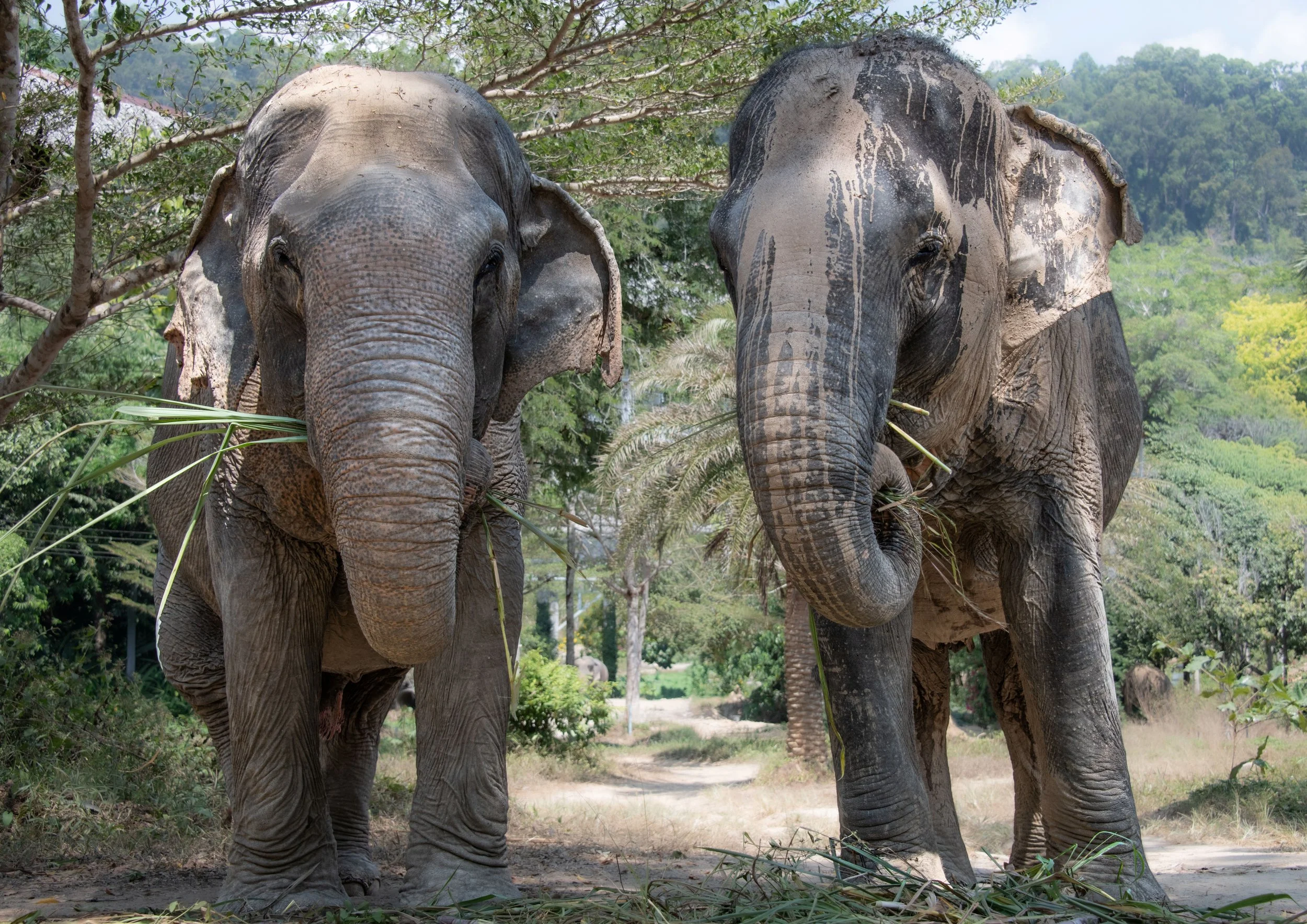 2 Elephant besties