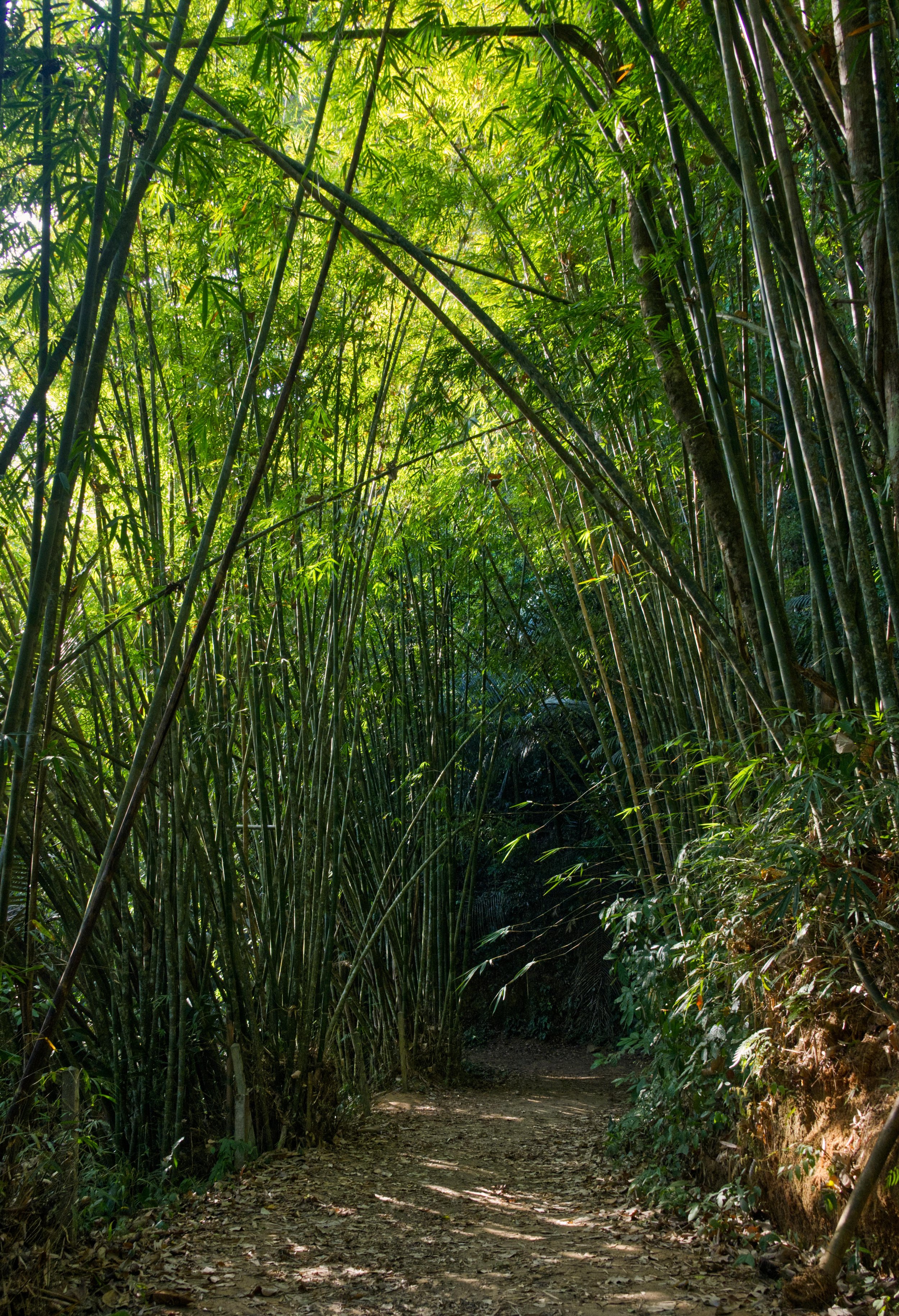 70 Kao Sok jungle walk