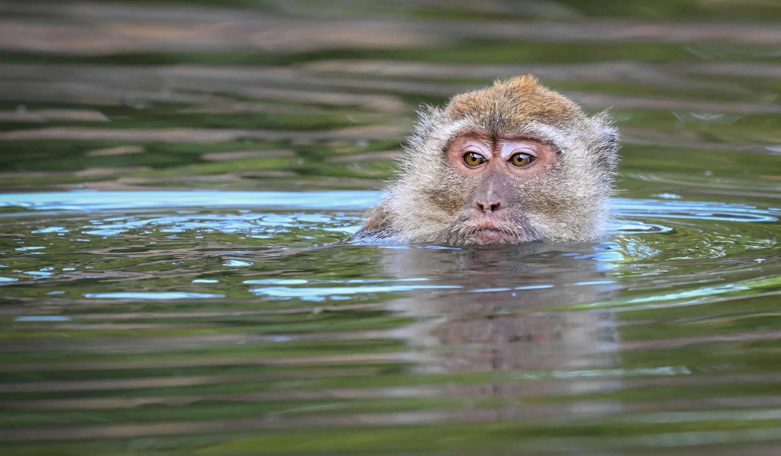 12 Head above water