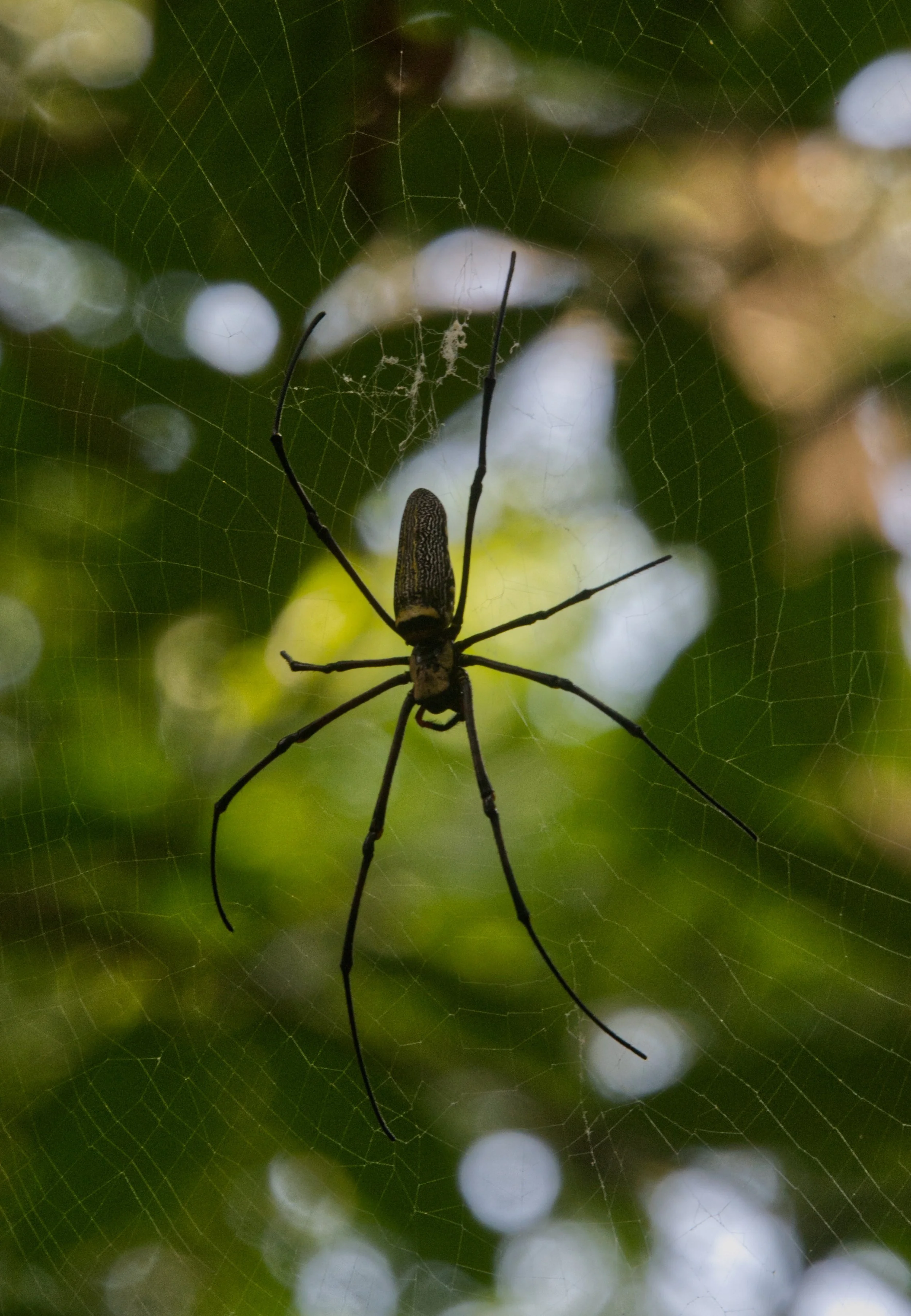 92 Golden Orb Web spider