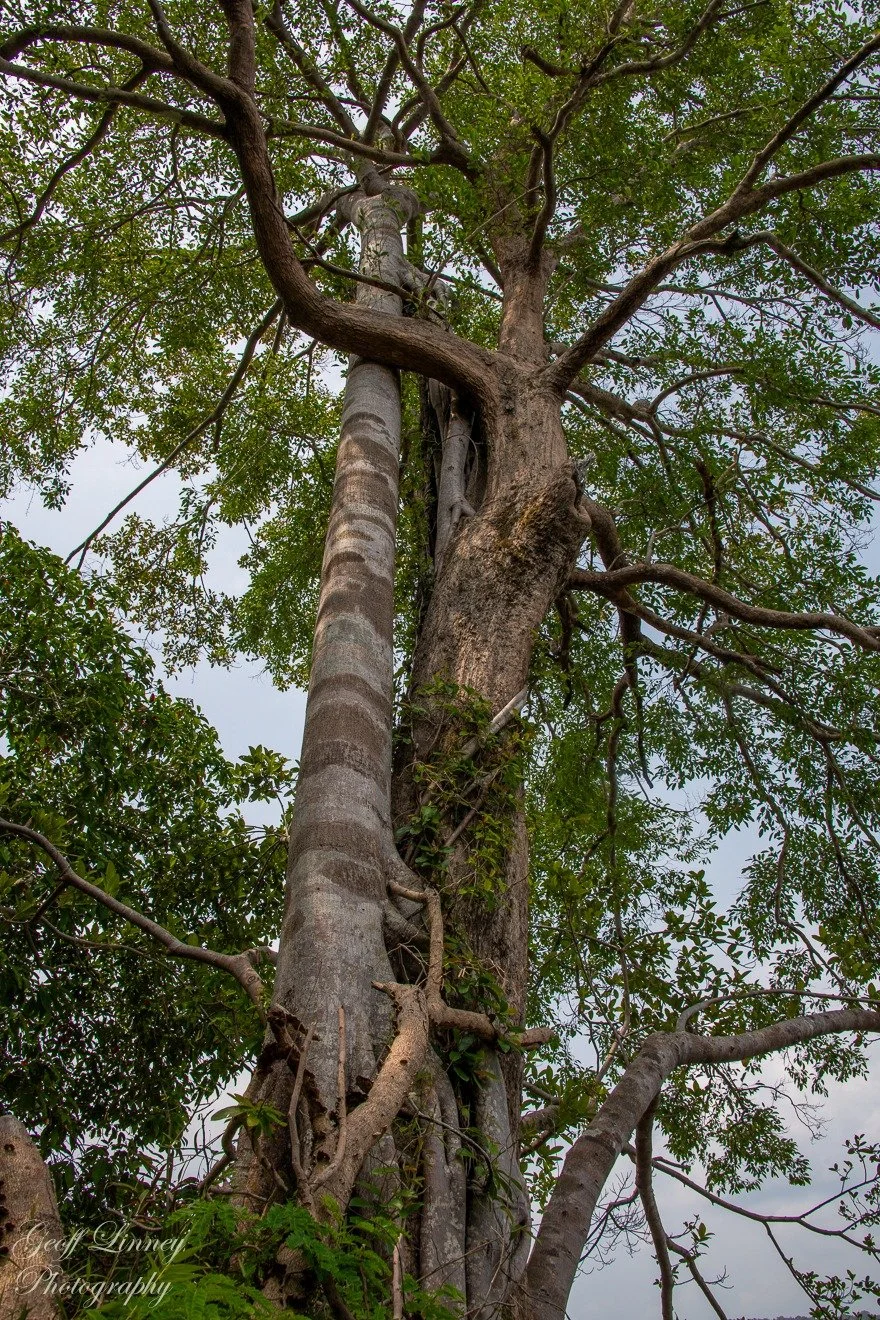 Dancing trees