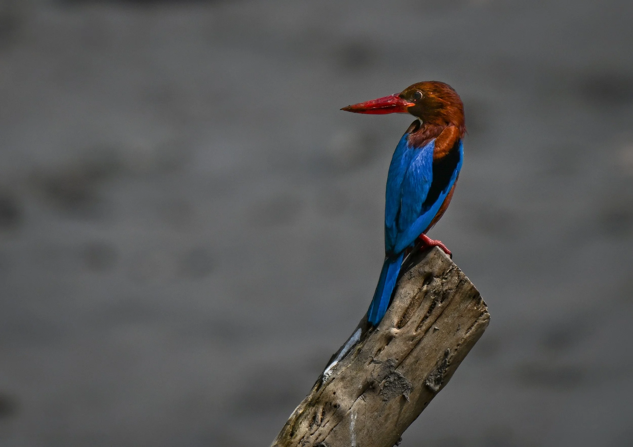 60 White-throated Kingfisher