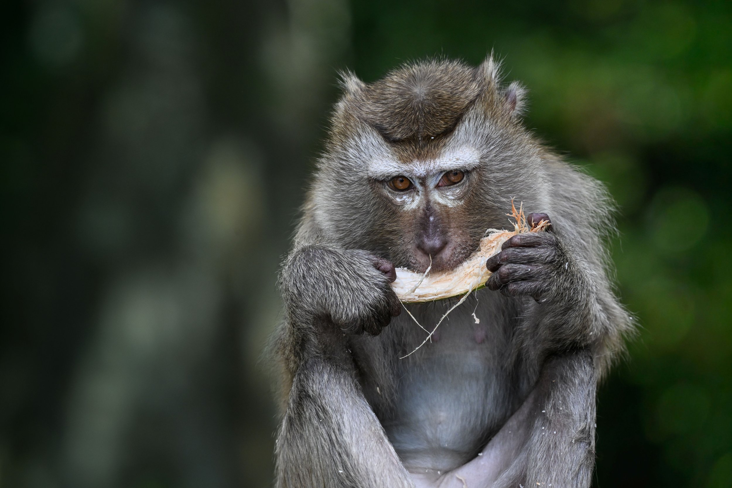18 Macaque coconut feed