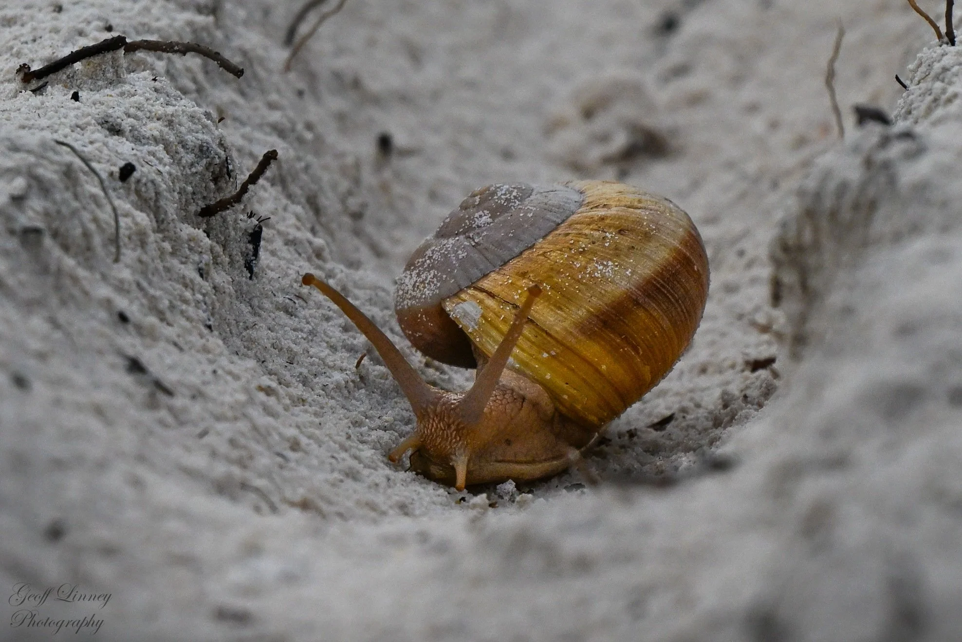 Snail
