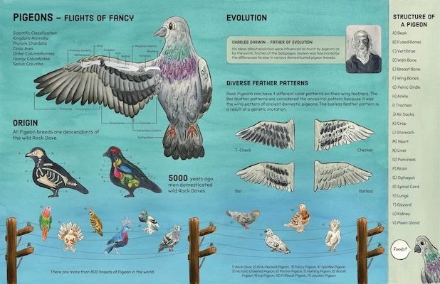 Pigeon Poster Thumbail.jpg