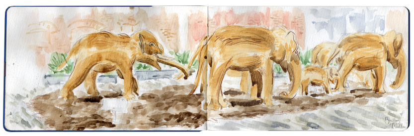 Elephant Migration Thumbnail.png