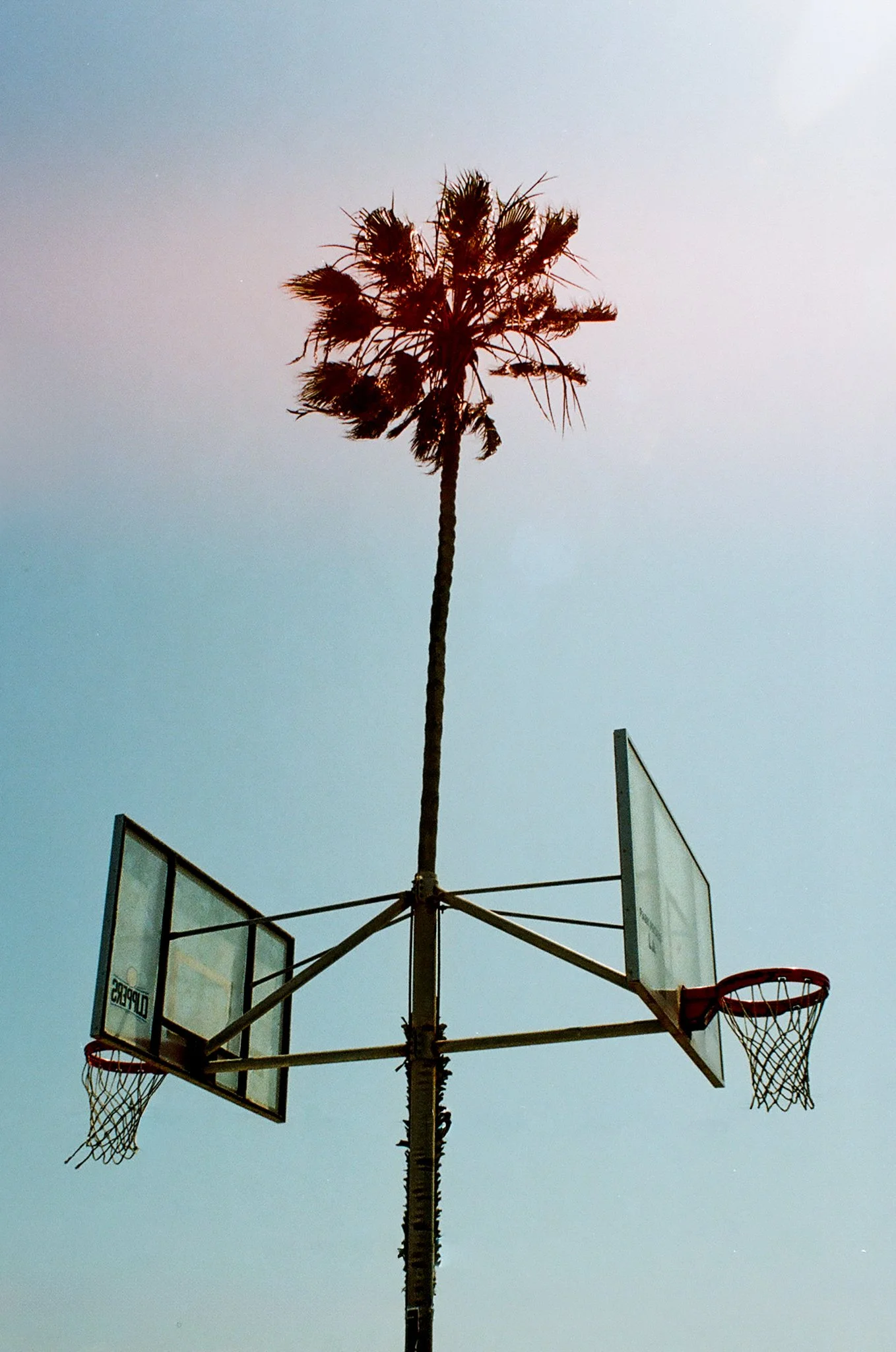 Hoop Tree.jpg