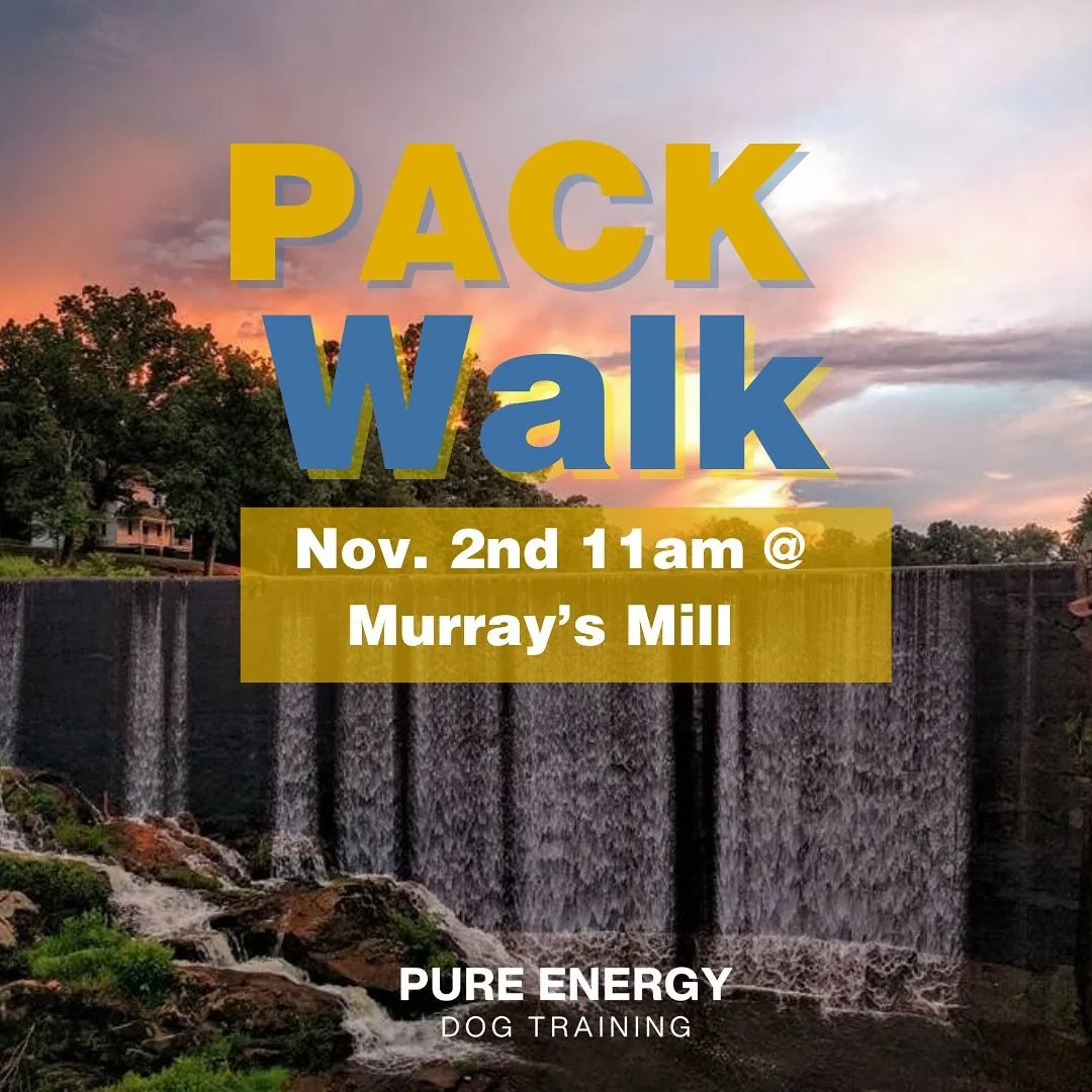 Pack walks = Community 🐾 

Come out to Murray&rsquo;s Mill to enjoy a nice walk with other Pure Energy dog owners!! The walk is about 1 mile, and goes over different terrains, such as gravel, tree roots, and dirt paths. It is an easy walk, and we wi