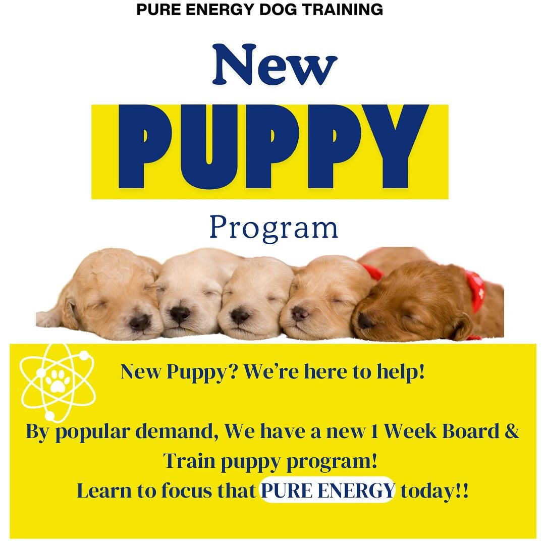 By popular demand, we are now offering a PUPPY PROGRAM! 🎉 

This program will help set your puppy up for success early on by creating a schedule for potty training, learning threshold manners, and introducing loose leash walking! 

Setting your pupp