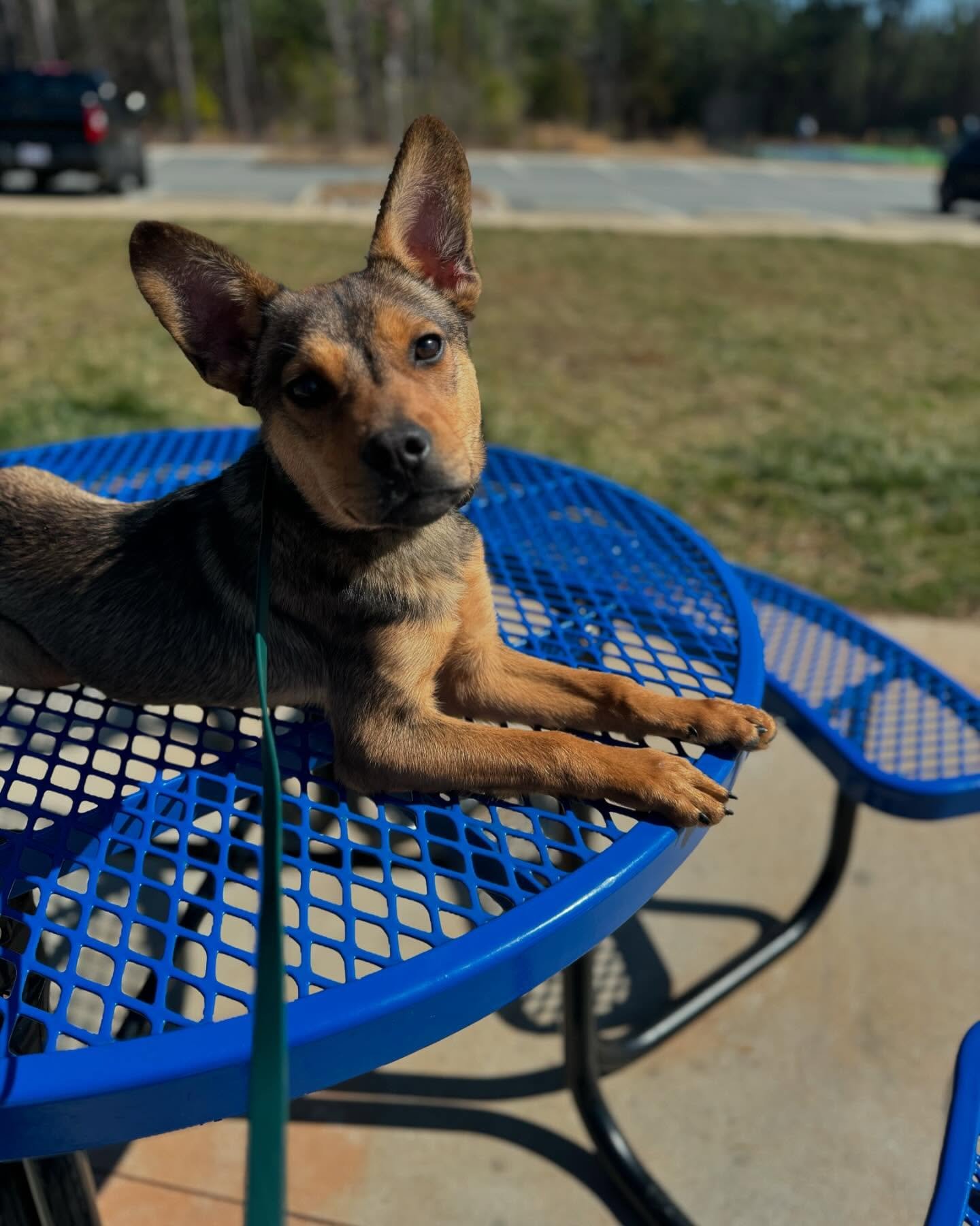 3-Week Update for foster dog Pooh! 🧸 

It&rsquo;s been an exciting three weeks of growth and adventures for our handsome boy, Pooh! 🎉

This rambunctious pup is loving his newfound freedom, starting to enjoy some off-leash time in the yard, and wow&