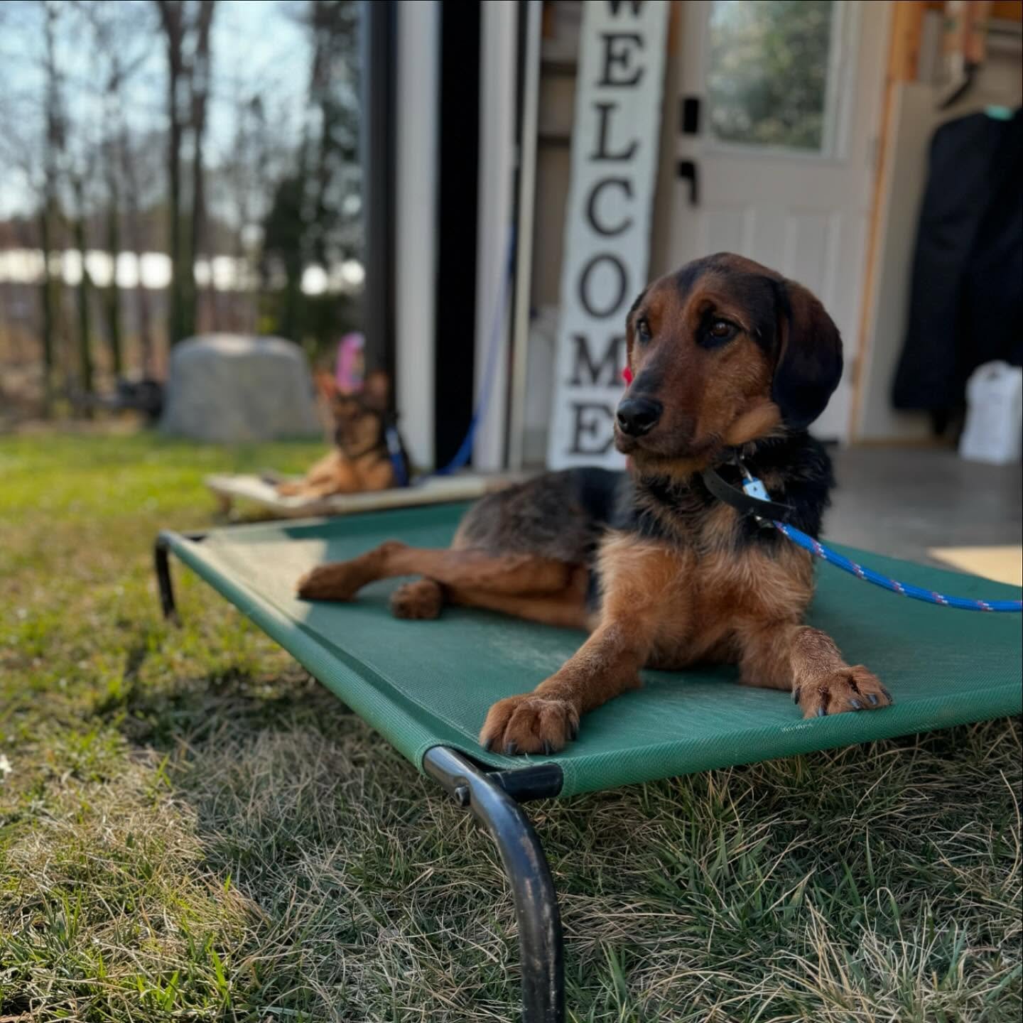 Meet Ellie &ndash; Our Energetic, Fun-Loving Foster Dog Available for Adoption! 🐾 

Ellie is ready for her forever home, and she&rsquo;s looking for someone who shares her love for adventure! This sweet girl is full of energy and would make the perf