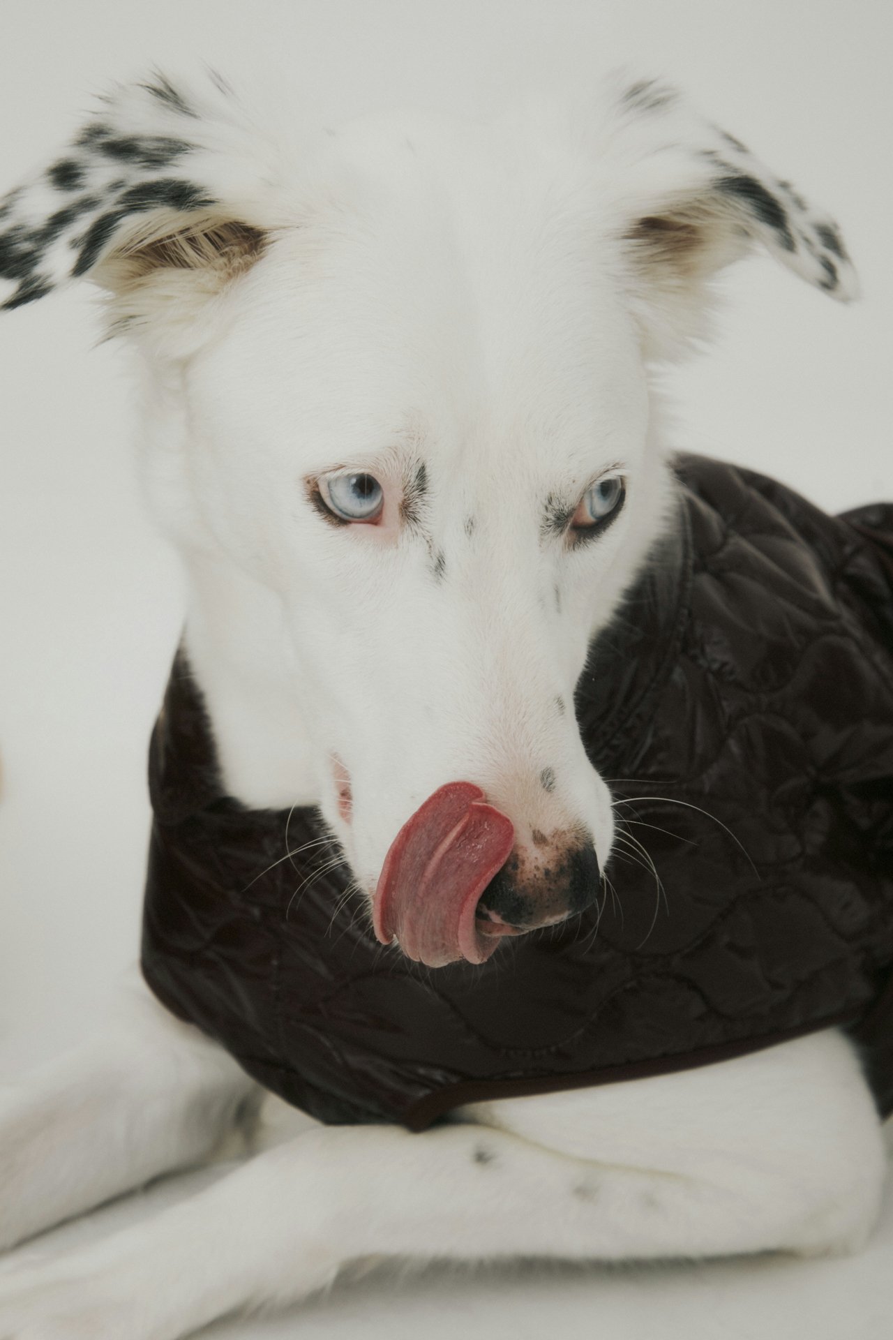 Enrichment Activities for Your Dog: Keeping Your Pup Happy and Healthy