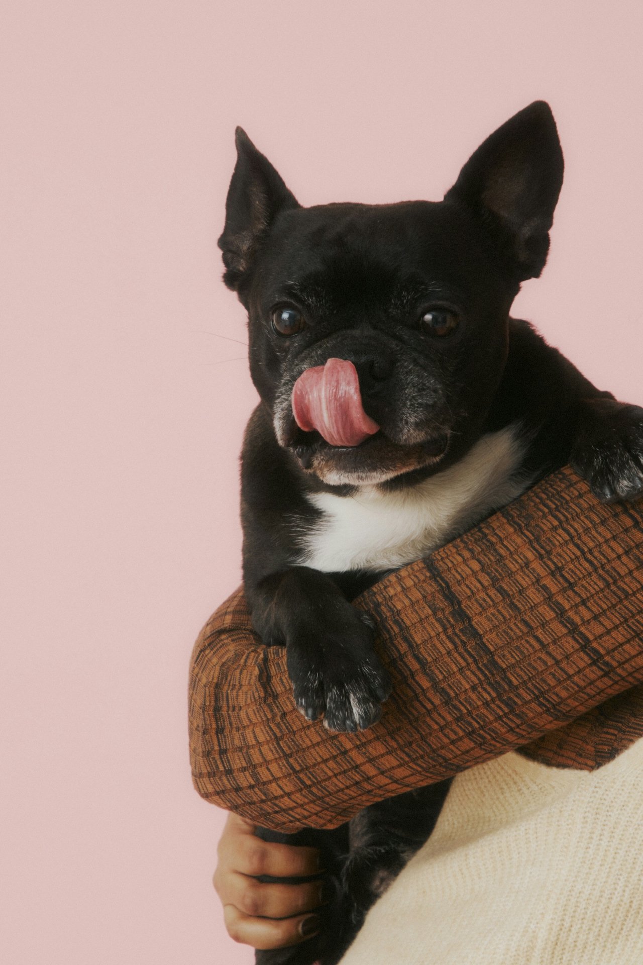 Why Plastic is Bad for Your Dog's Health (And a Better, Natural Solution)