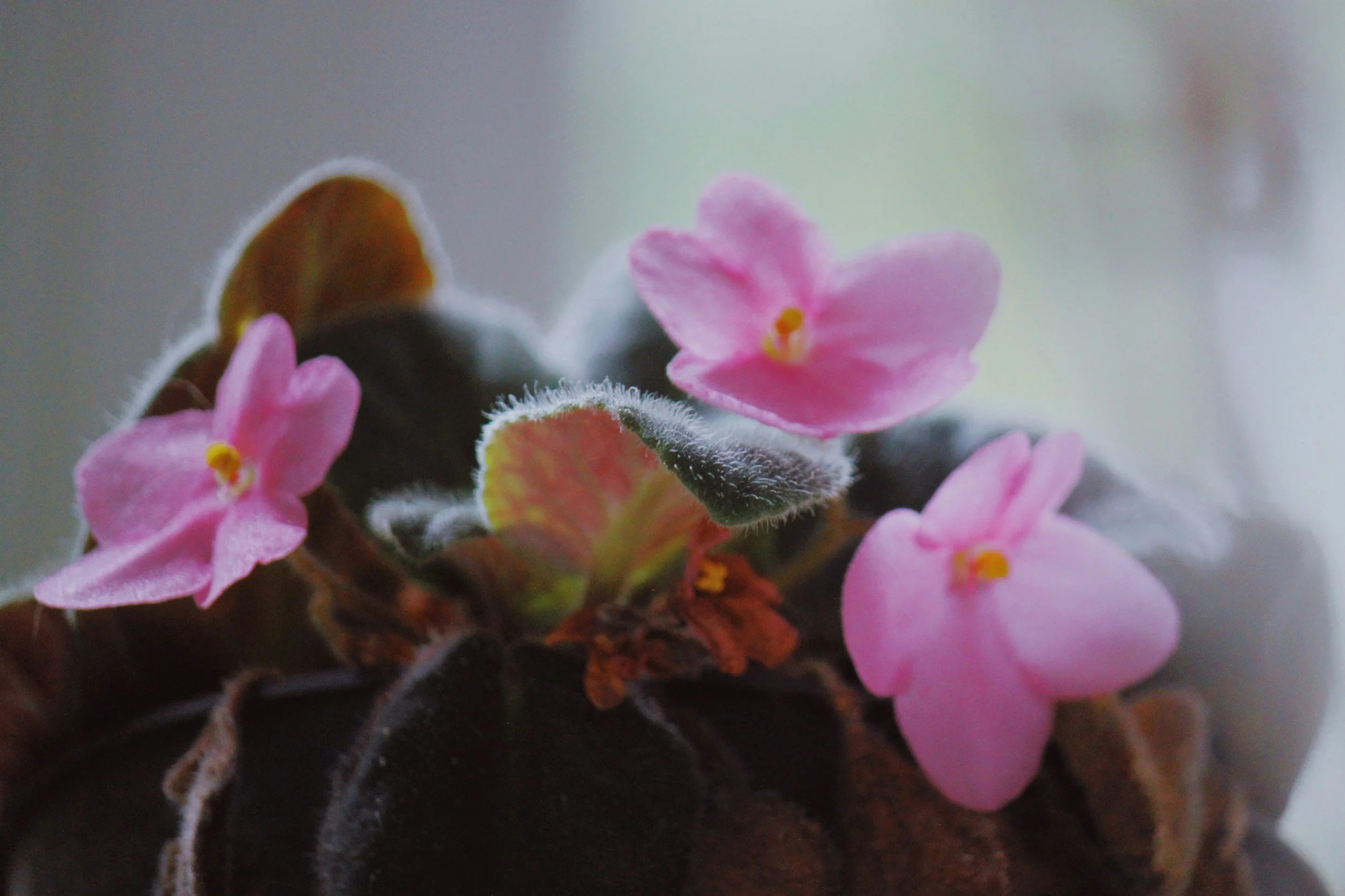 Close-up of pink African violets with fuzzy green leaves.