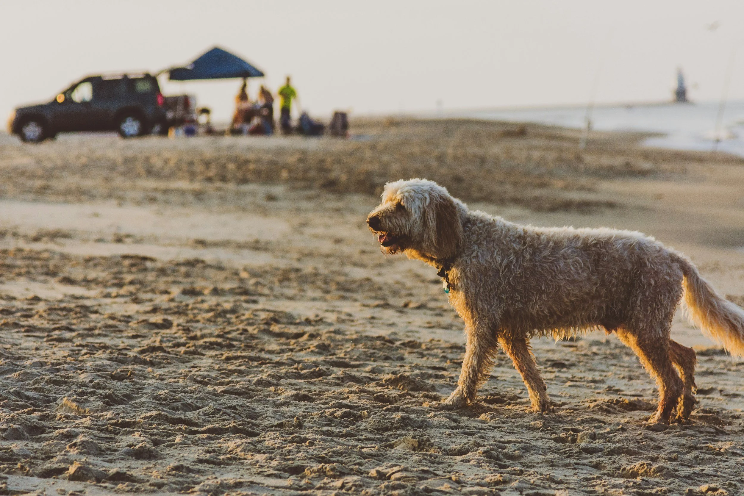 A fluffy beige dog standing on sandy beach at sunset, with ocean and blurred group of people and a vehicle under a canopy in the background.