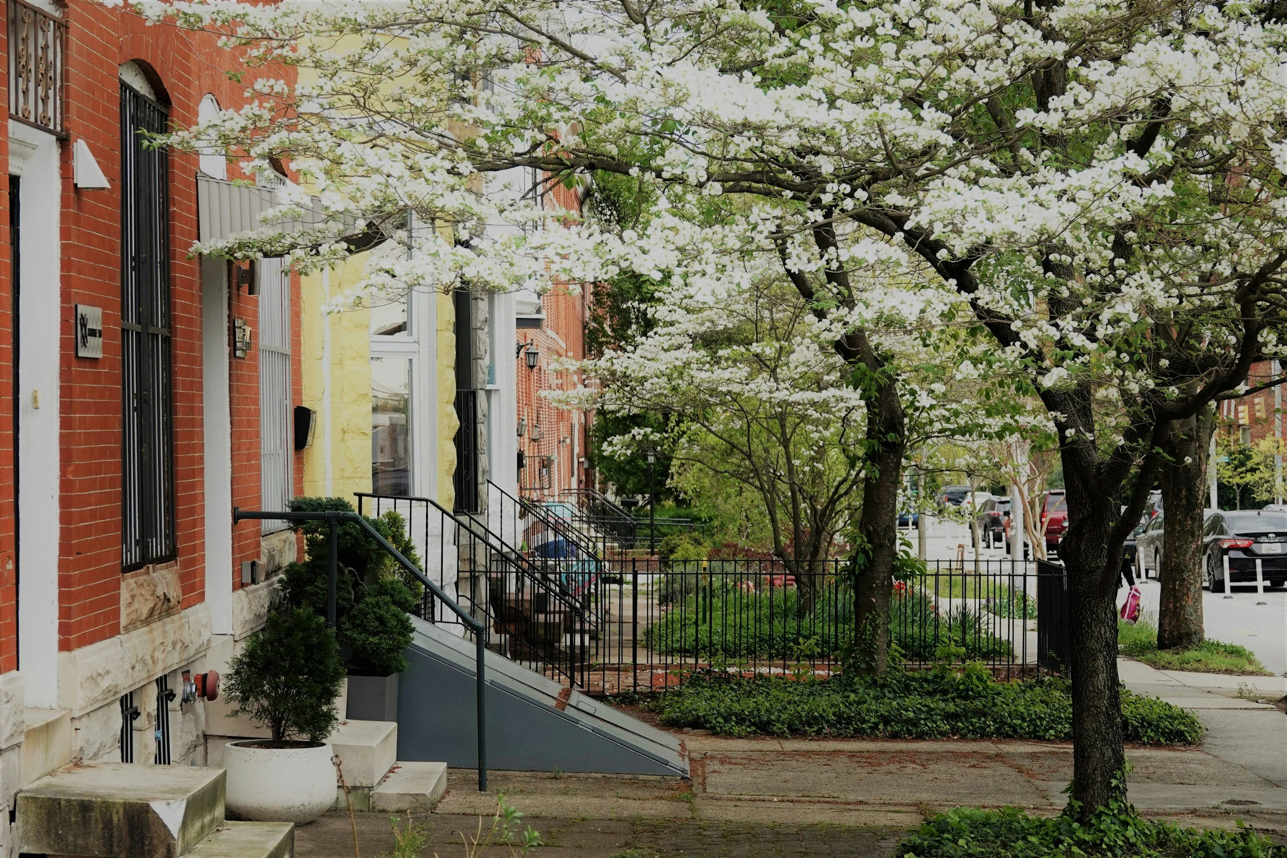 A row of historic brick houses with small front yards, black fences, and steps leading to front doors. There are trees with white blossoms lining the sidewalk, and parked cars on the street in the background.