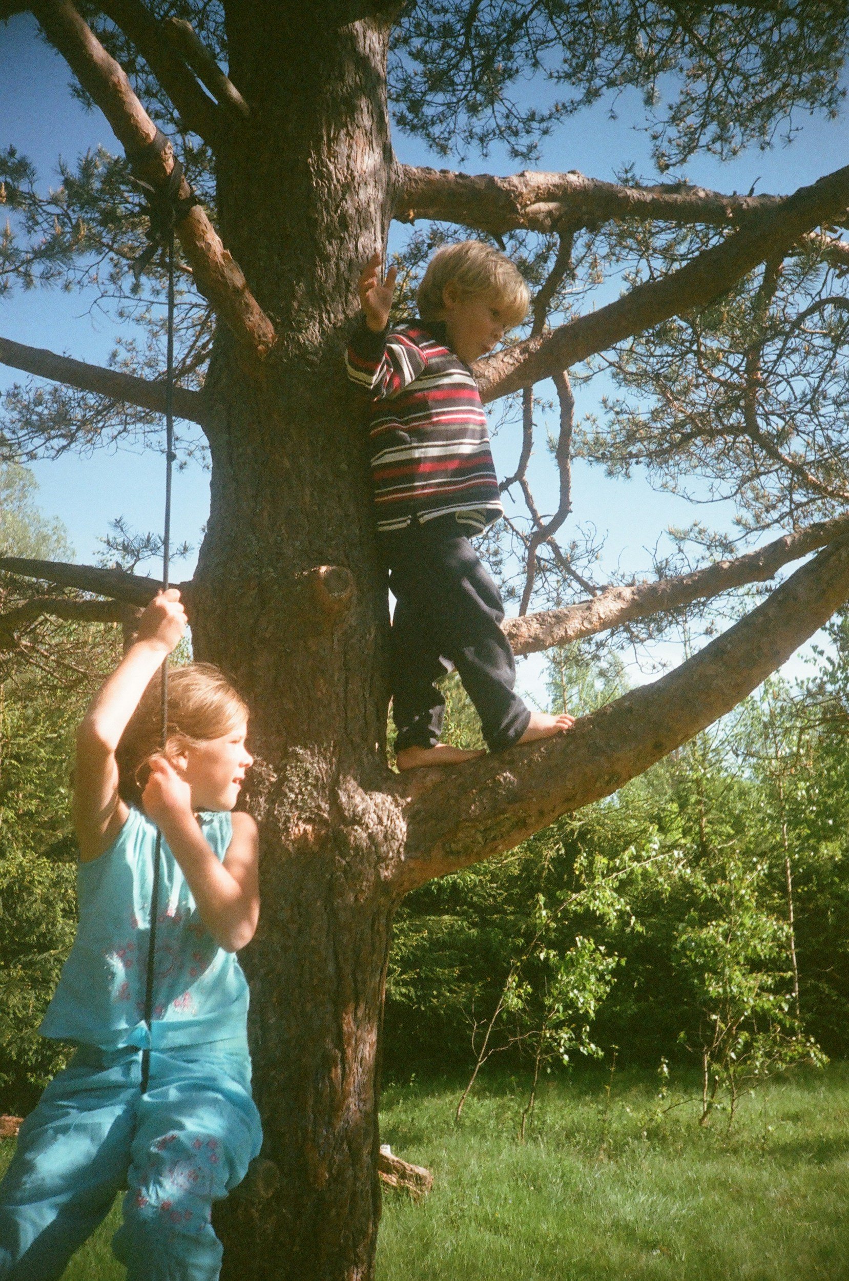 Children playing on a tree in a grassy area on a sunny day, with trees and greenery in the background.