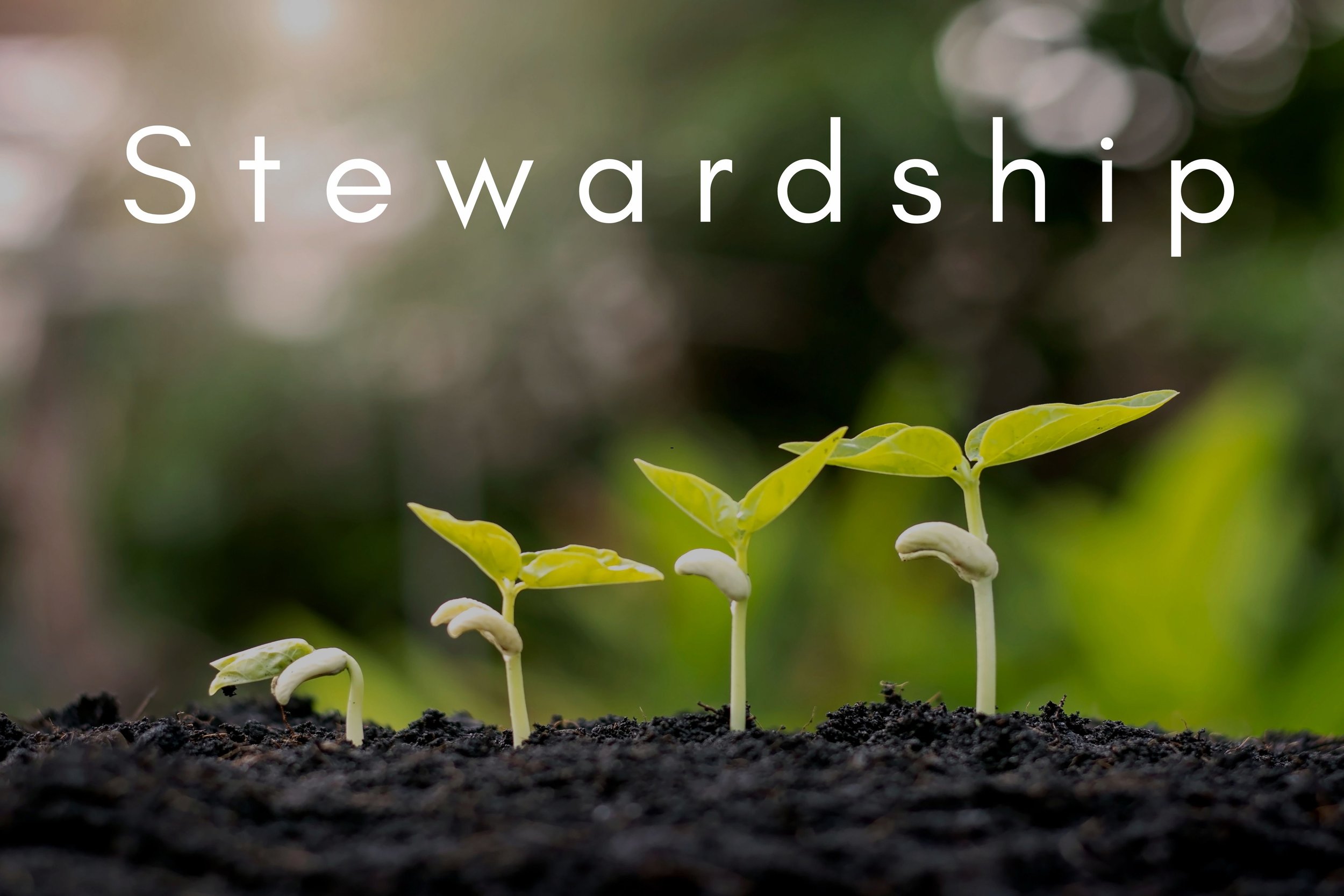 Service: Stewardship of Our Hands