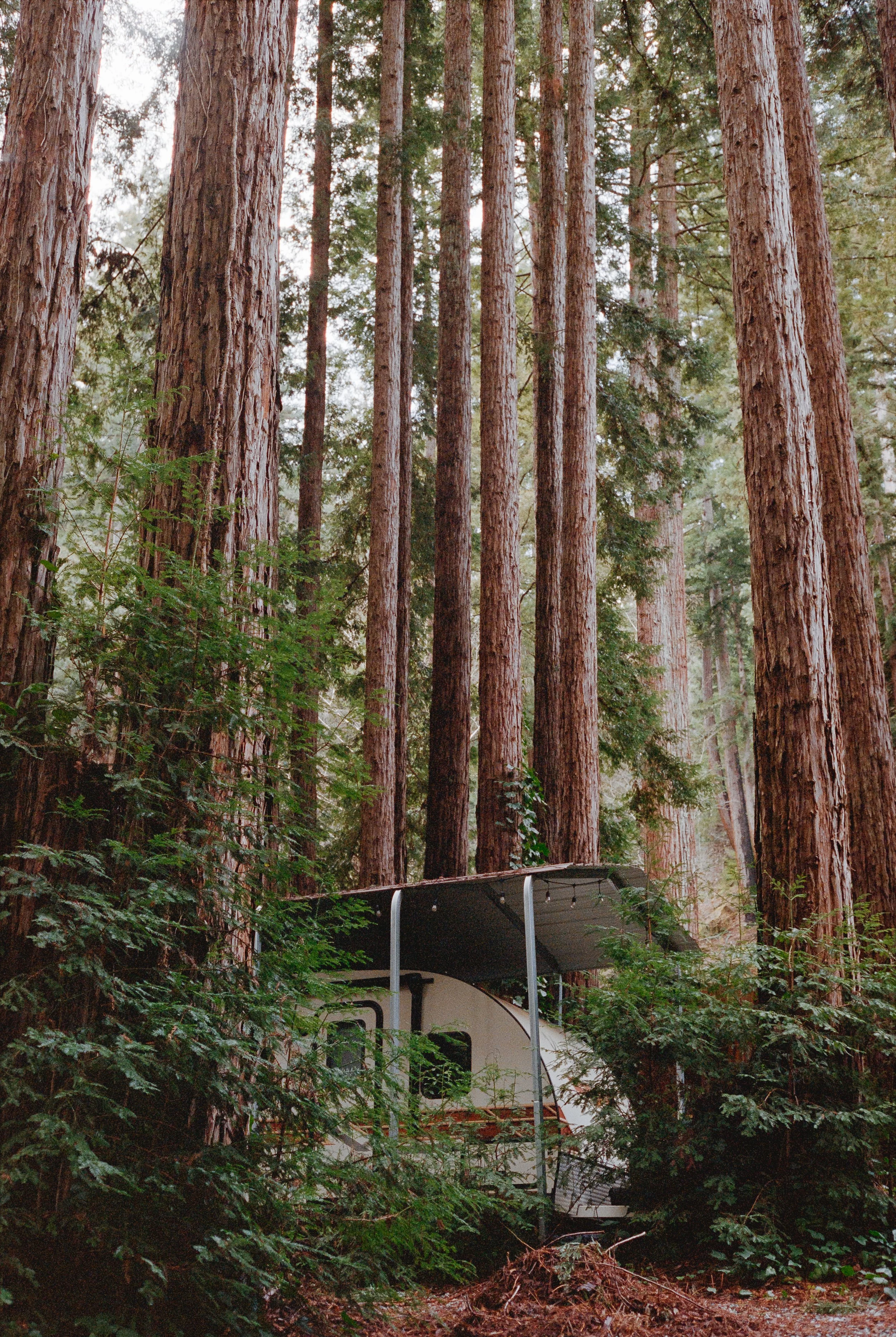 Redwoods - Boulder Creek, California // Canon AT-1 + Kodak Portra 400
