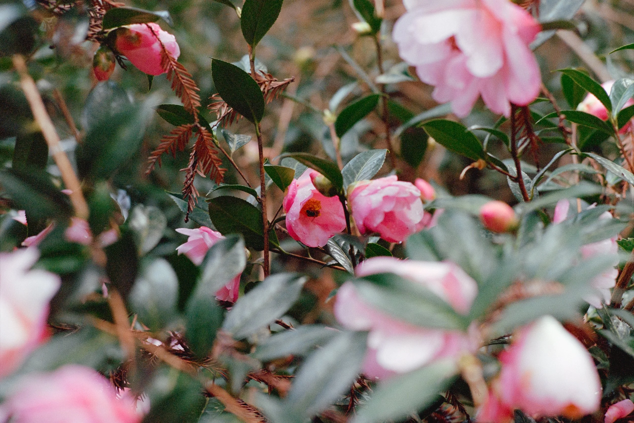 Pink Flower - Boulder Creek, California // Canon AT-1 + Kodak Portra 400