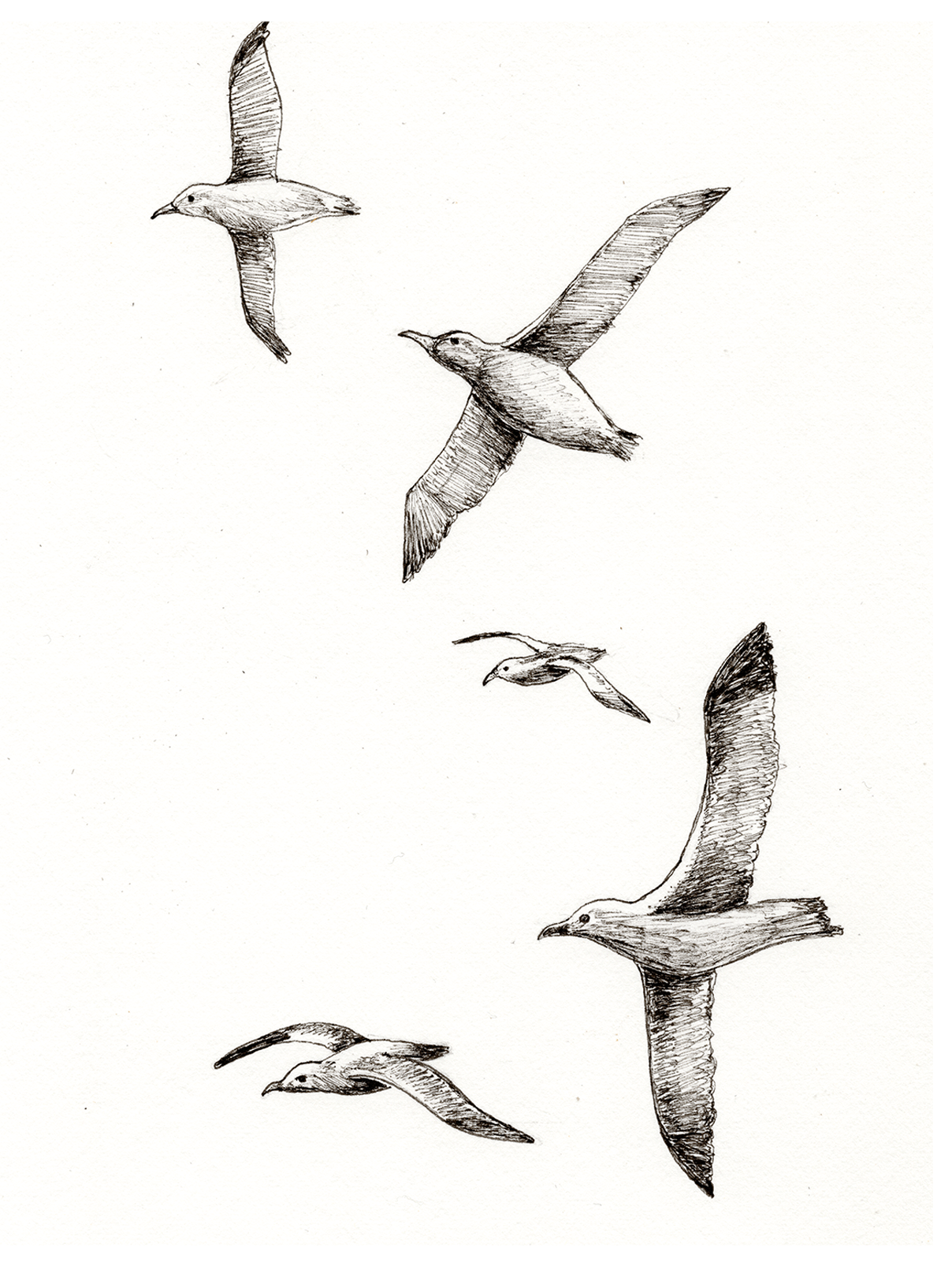 SeagullPlainMU.png