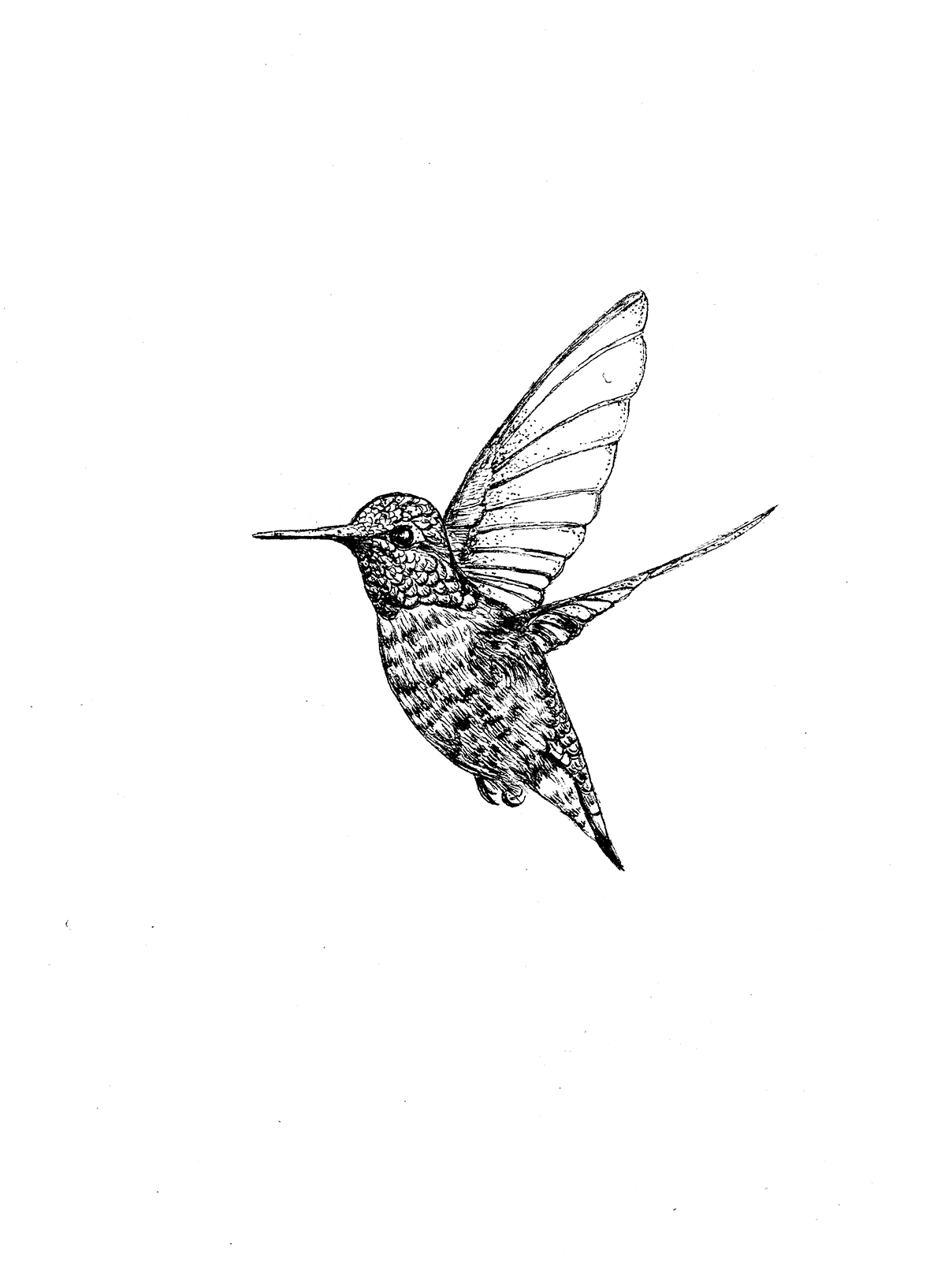 HummingbirdPlainMU.png