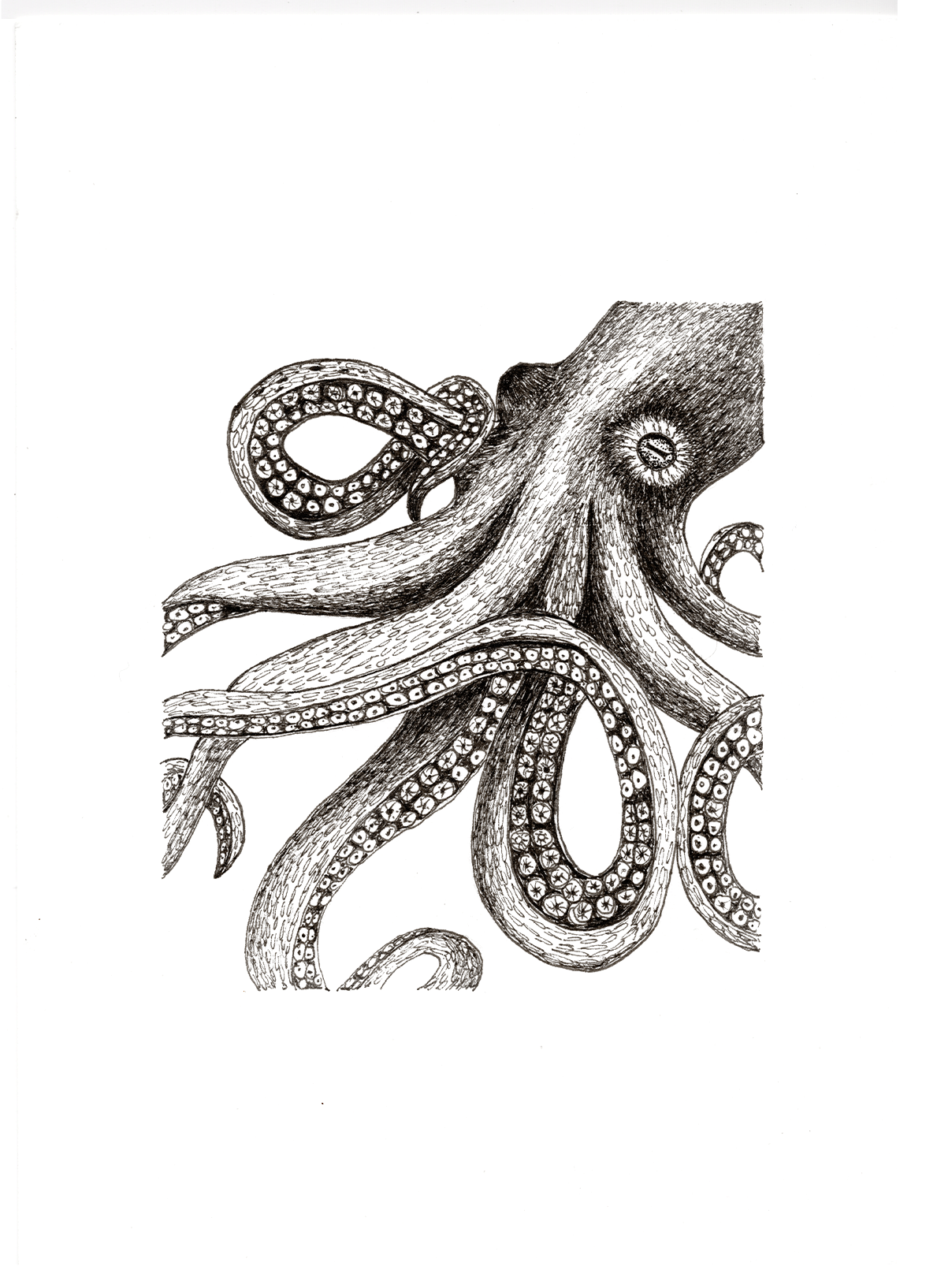 OctopusPlainMU.png