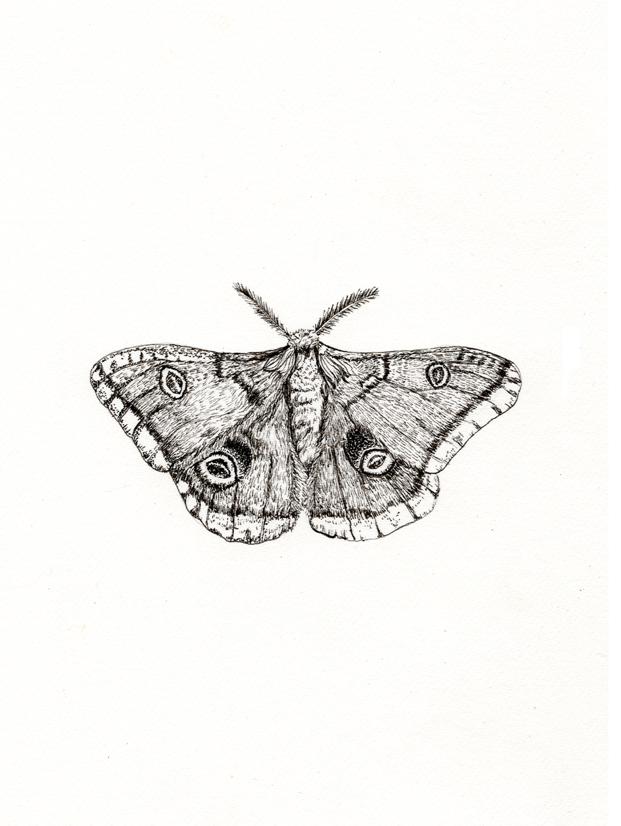 MothPlainMU.png