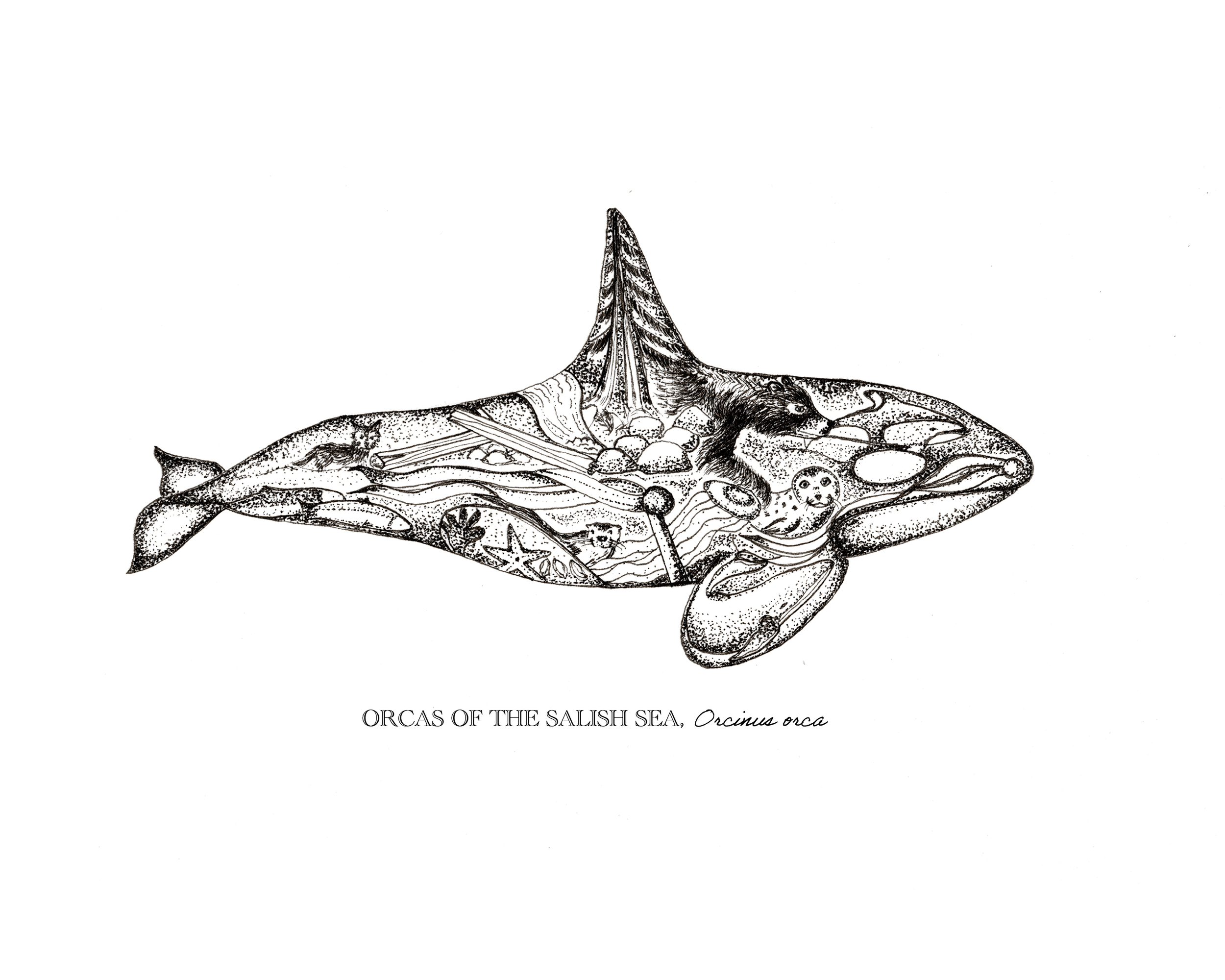 Orca Plain MU.png