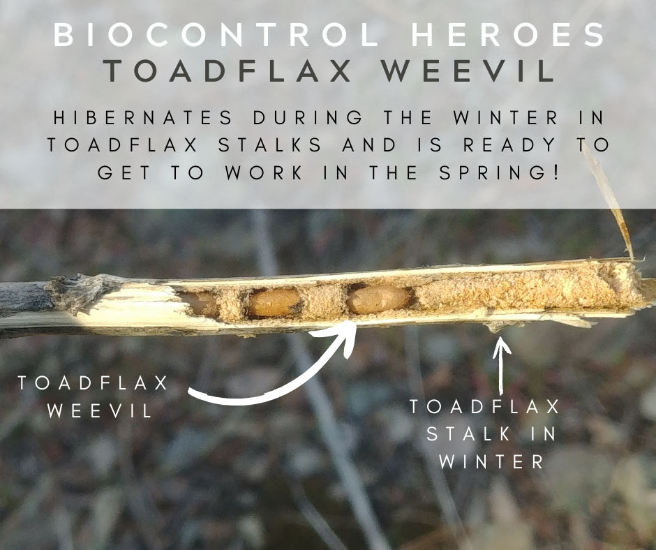 BIOCONTROL FACTS Toadflax Weevil.png
