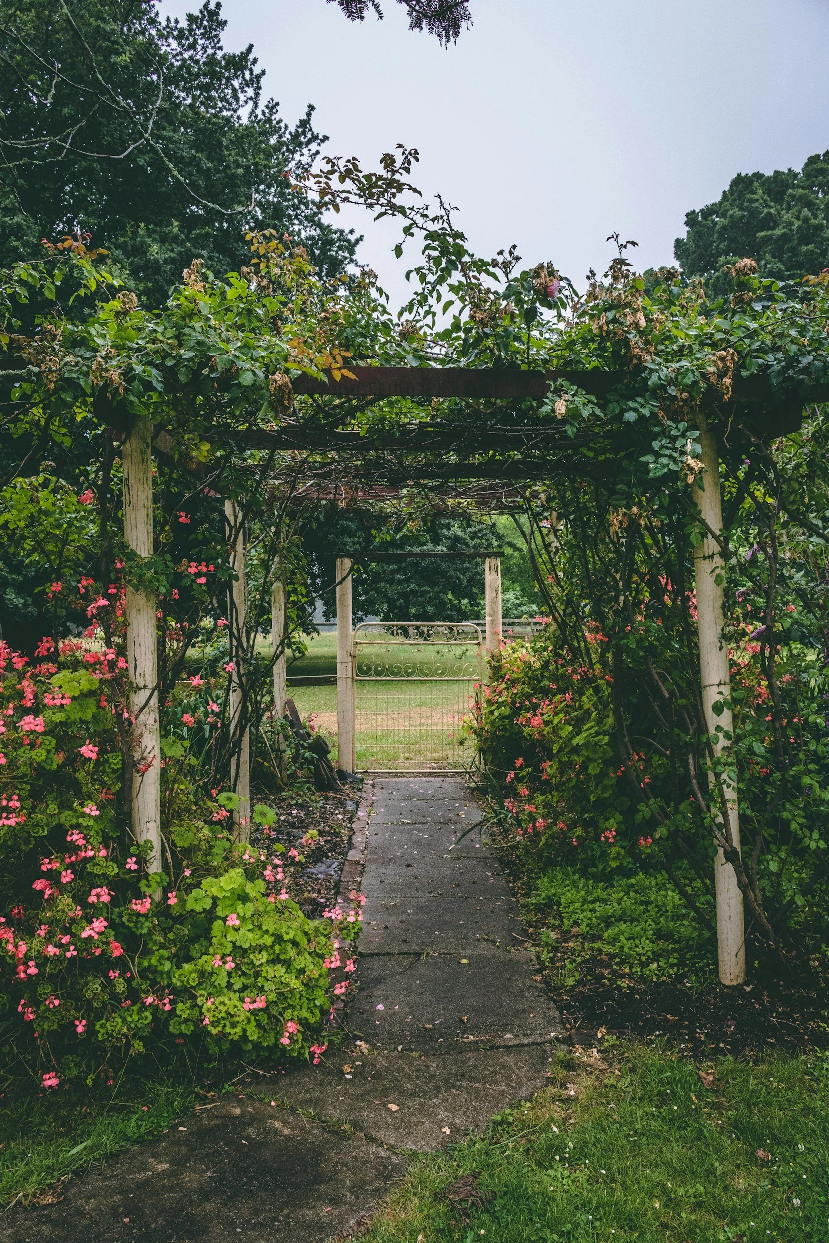 Garden path with stone wall, hedges and layered landscape planting