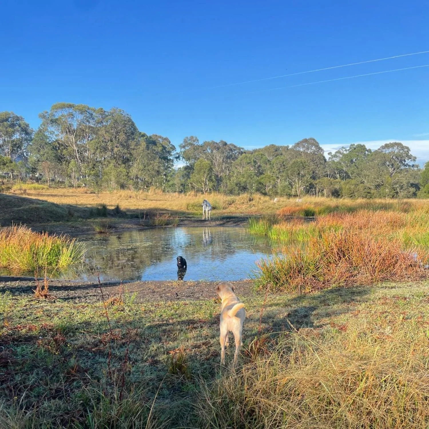 Dogs near a pond in a grassy field with trees in the background under a blue sky.
