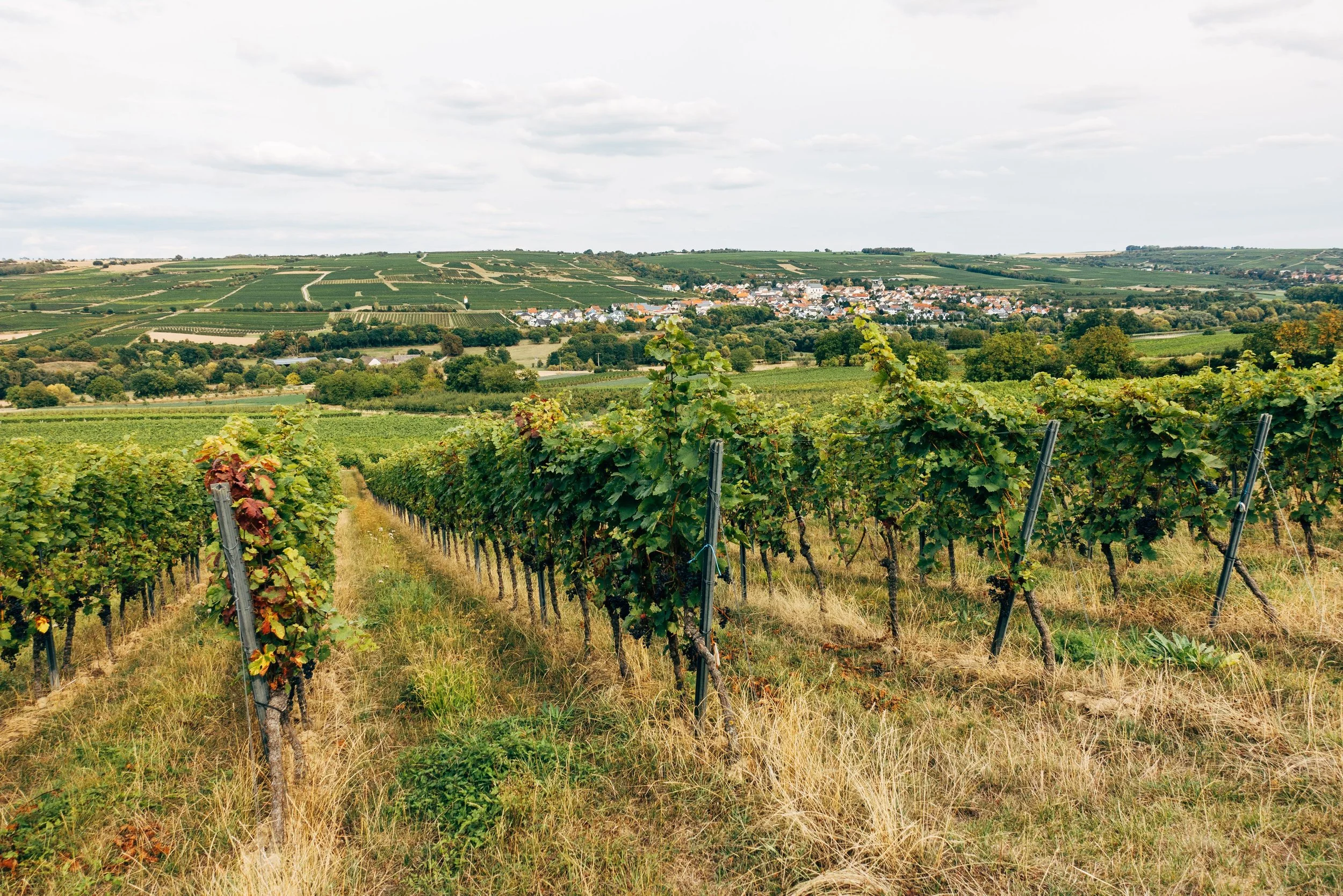 Stock photo of vineyard courtesy of Markus Winkler