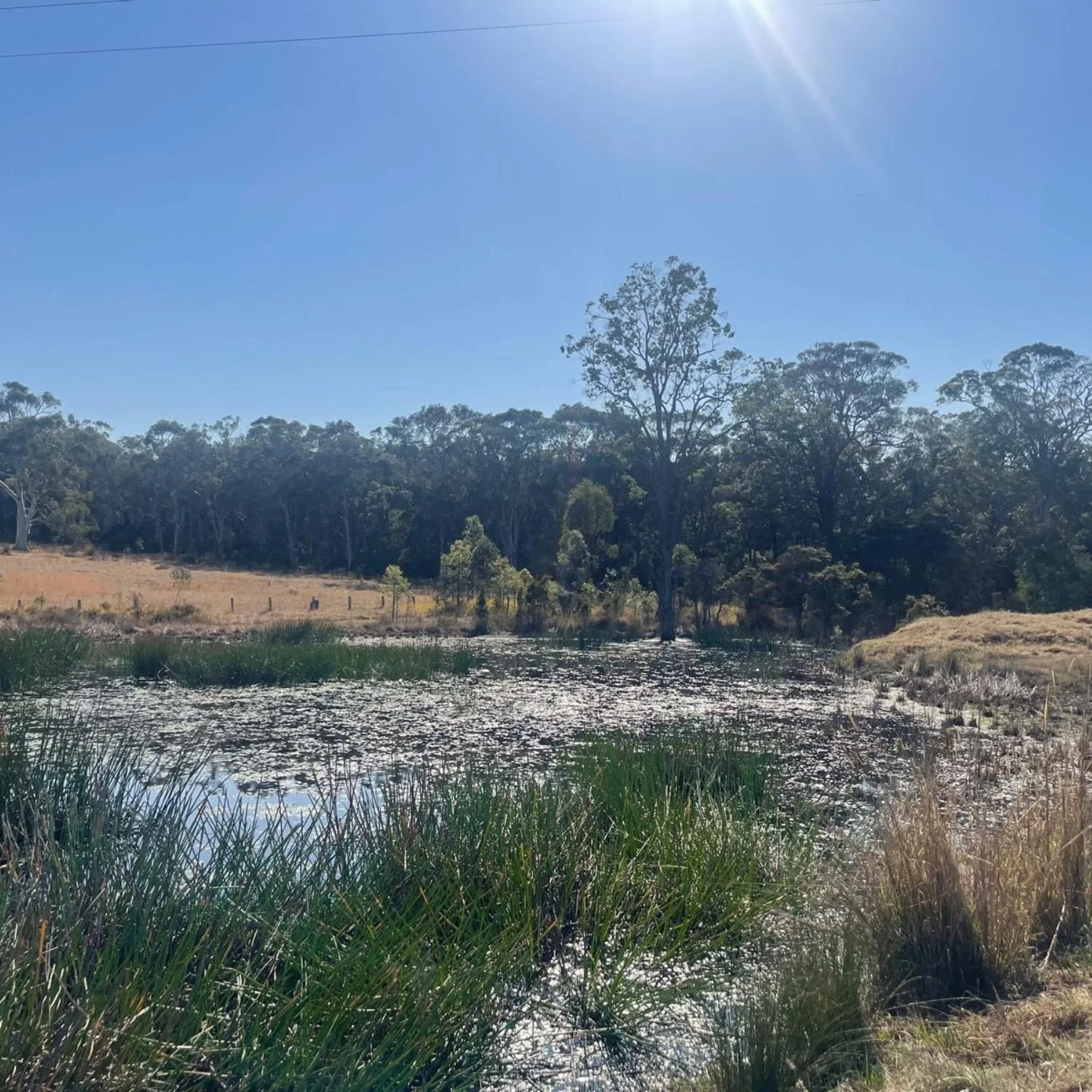 A peaceful natural scene with a calm water body reflecting the bright blue sky, surrounded by tall green grasses and trees in the background, under sunlight.