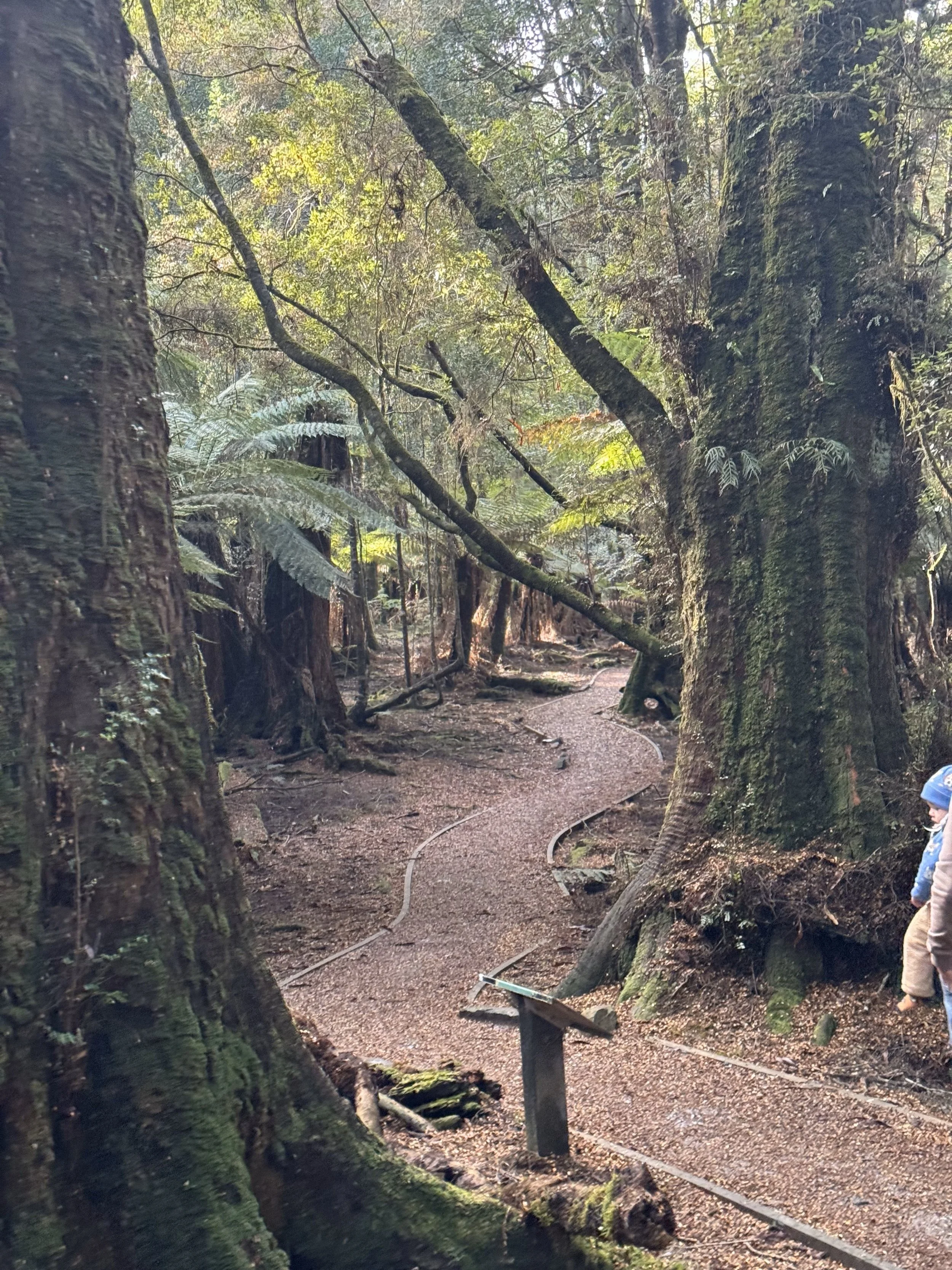 A winding forest trail in a lush, green woodland with large trees covered in moss. A child in a blue hat is on the right side of the image, partially visible.
