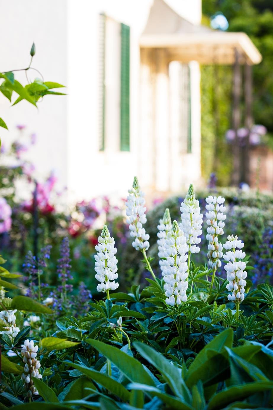 Close-up of white flowers blooming in a garden, with a white house and green shutters in the background.