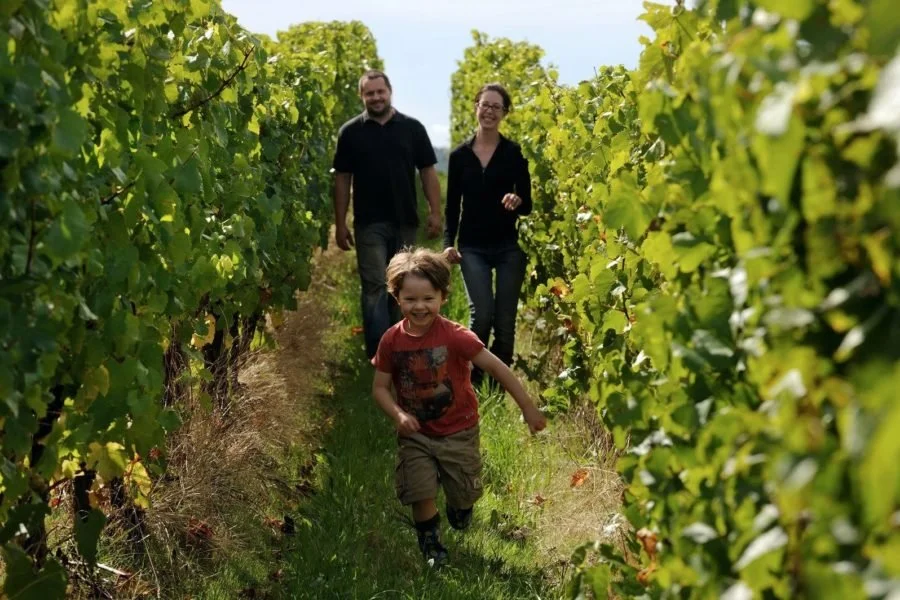 A smiling young boy running through a vineyard with a happy couple walking behind him among green grapevines.
