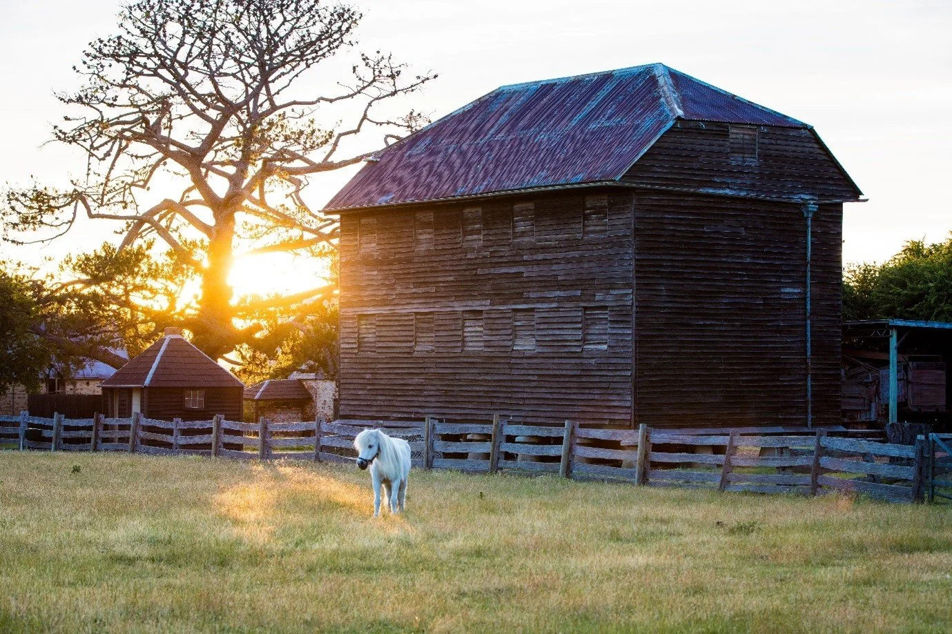 A rural landscape at sunset featuring a large wooden barn, a white pony standing in a grassy field, and a leafless tree with the sun setting behind it.