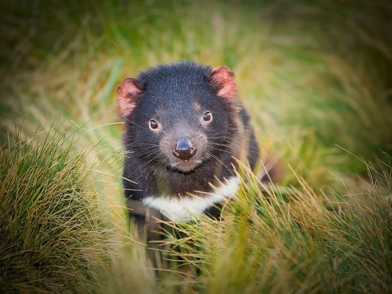A black-brown animal peeking through tall grass, with a white patch on its chest and a pointed face.