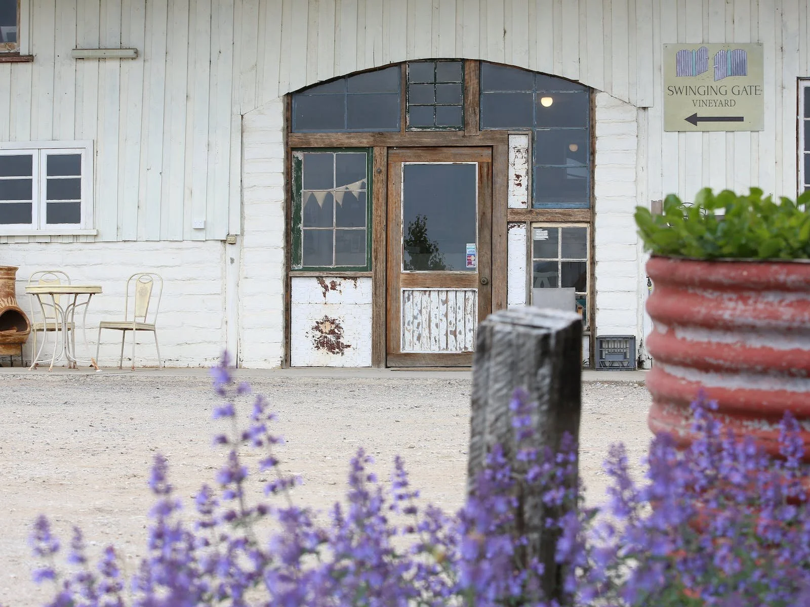 A rustic white wooden building with a weathered door and multiple glass windows. In the foreground, there are purple flowers and a pink planter with green plants. A sign on the building reads "Swinging Gate Vineyard" with an arrow pointing left.