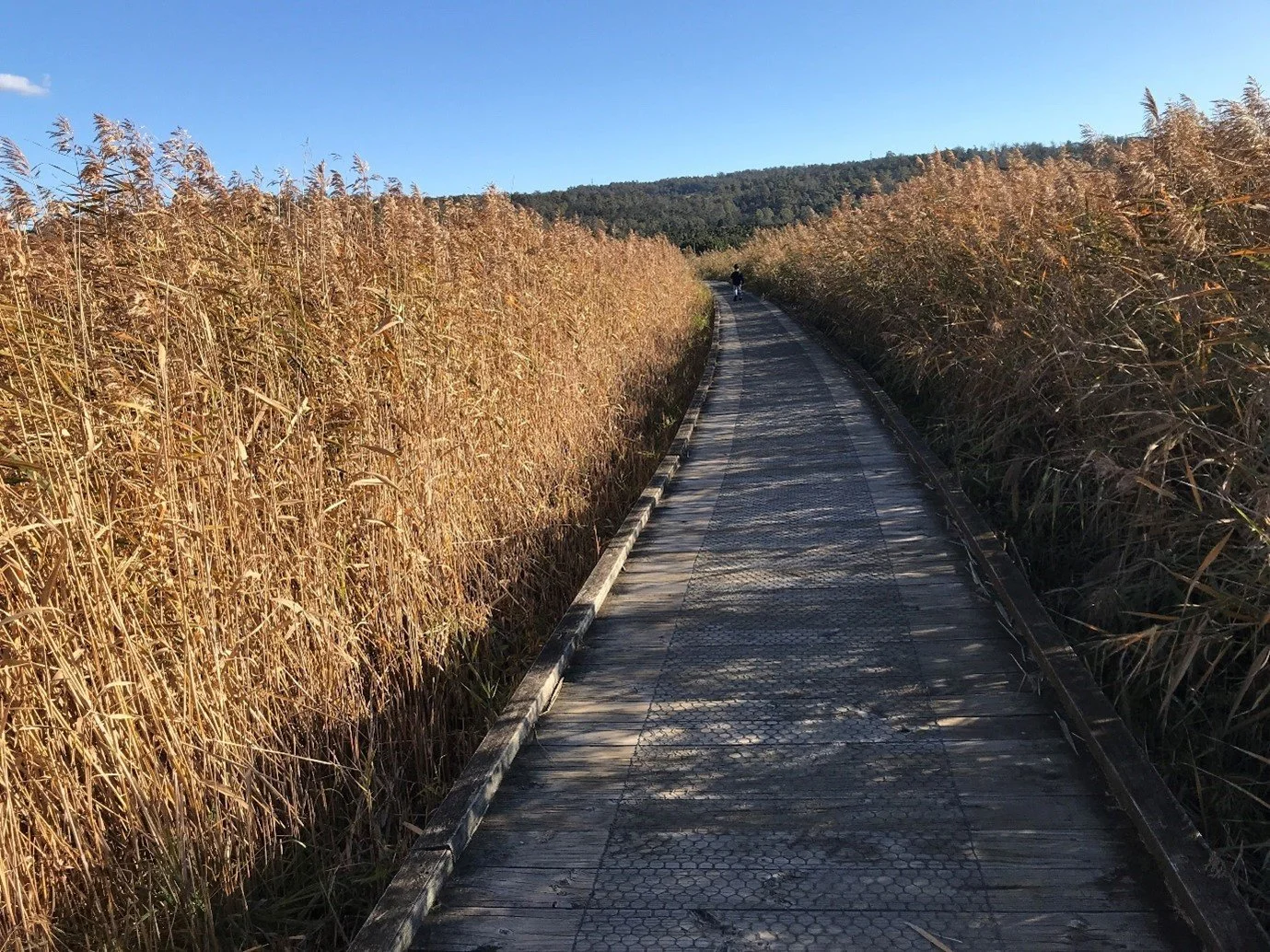 A wooden pathway through tall, dry, golden grass under a clear blue sky with mountains in the background.