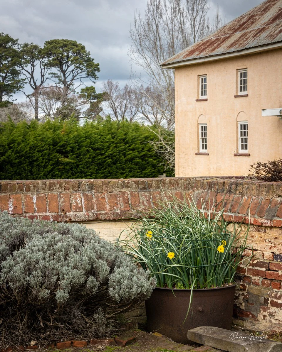 A brick wall with a large potted plant of yellow flowers and green grasses in front of a beige house with small windows, with trees and cloudy sky in the background.